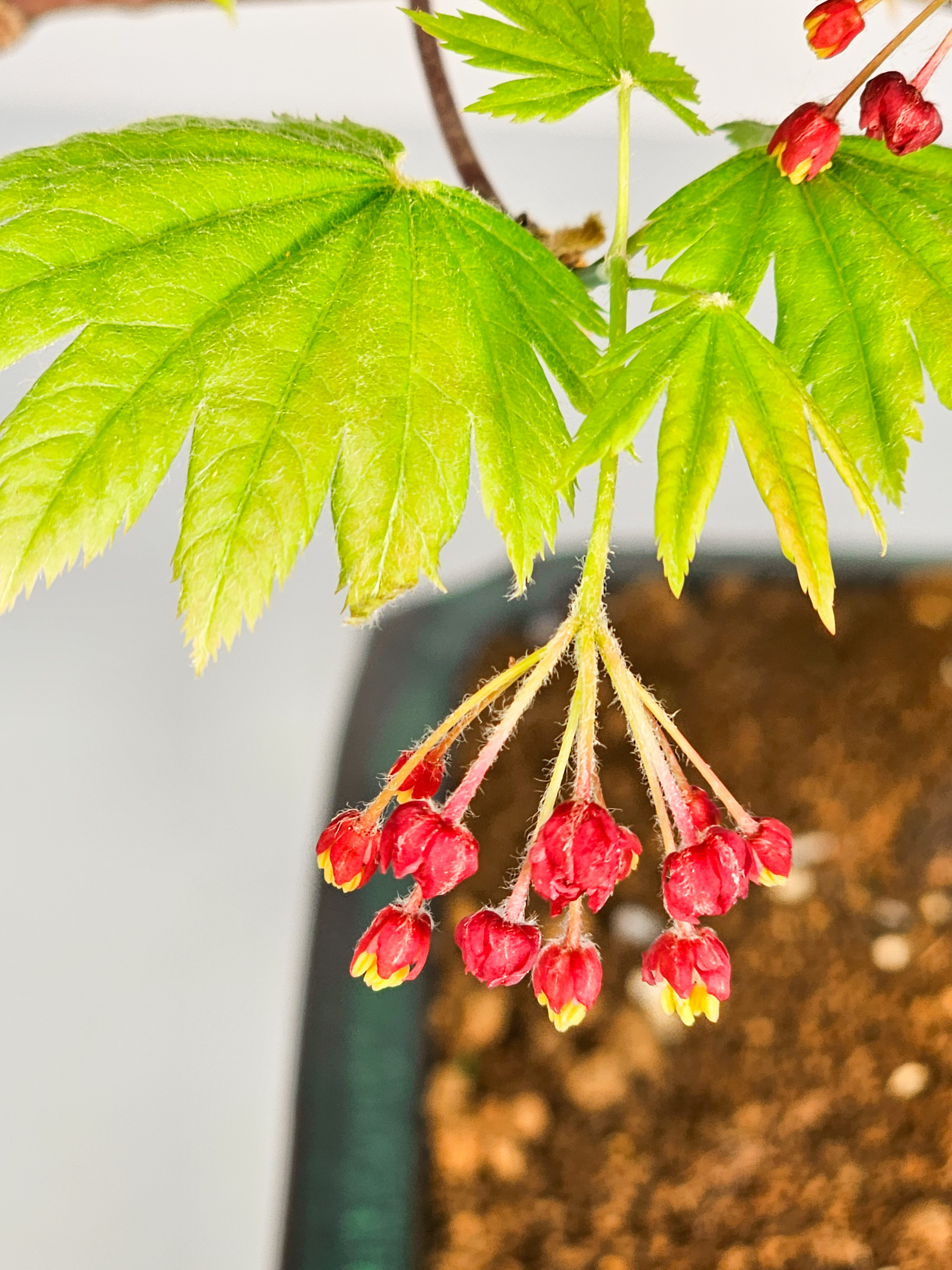 Bonsai Japanischer Ahorn - Acer japonicum 53cm Bonsai Japanischer Ahorn - Acer japonicum 53cm