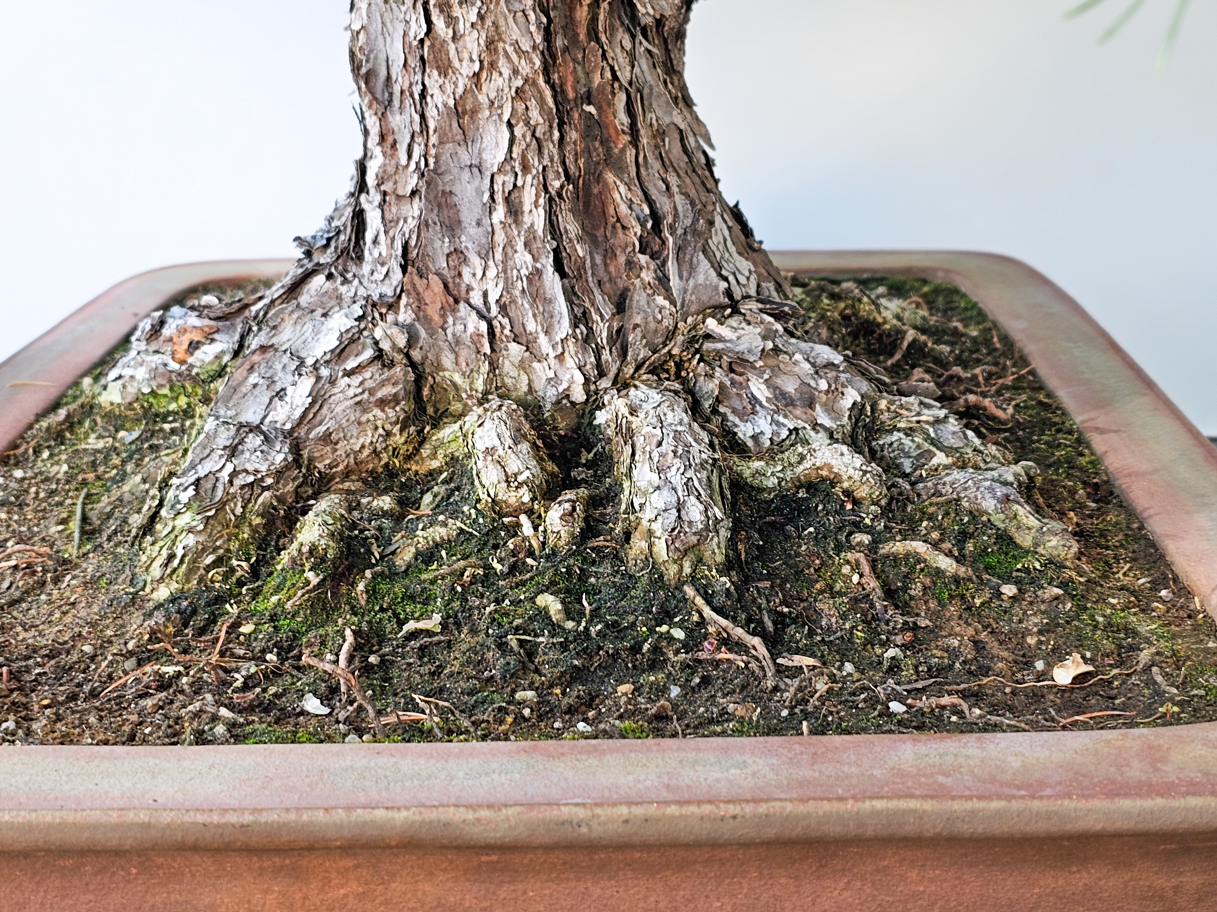 Bonsai Mädchenkiefer Pinus parviflora 93 cm Bonsai Mädchenkiefer Pinus parviflora 93 cm
