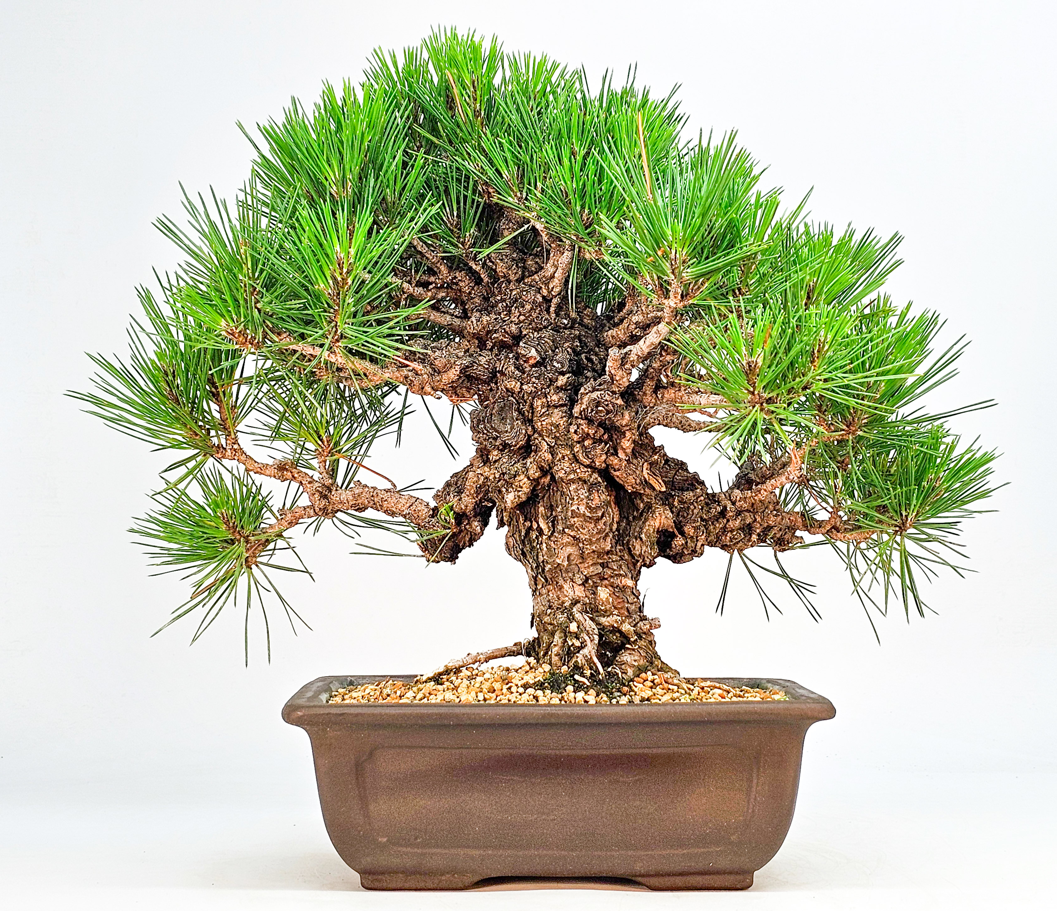 Bonsai Schwarzkiefer - Pinus thunbergii 26cm 