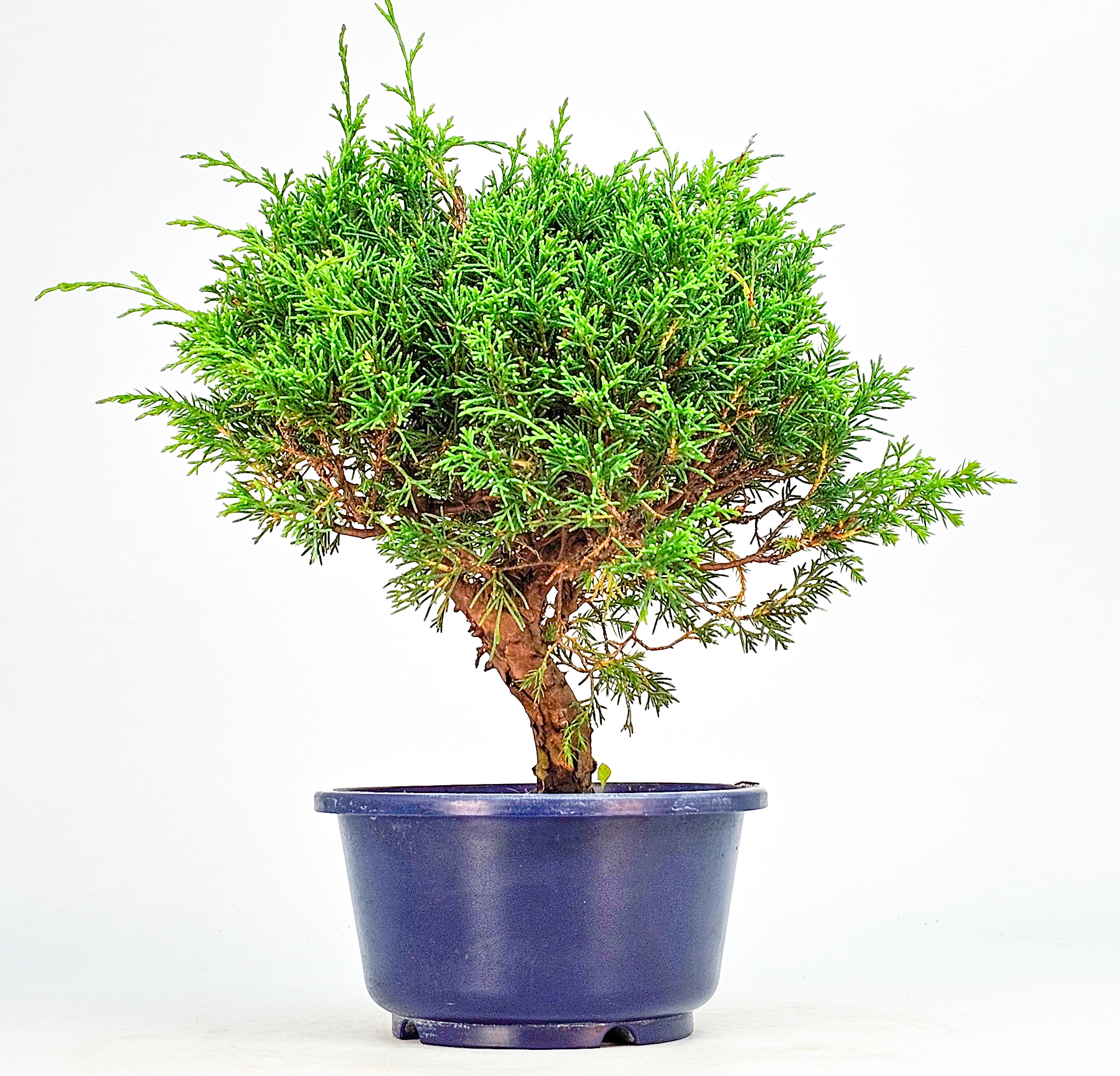 Bonsai Wacholder Juniperus chinensis shimpaku Shohin 21cm