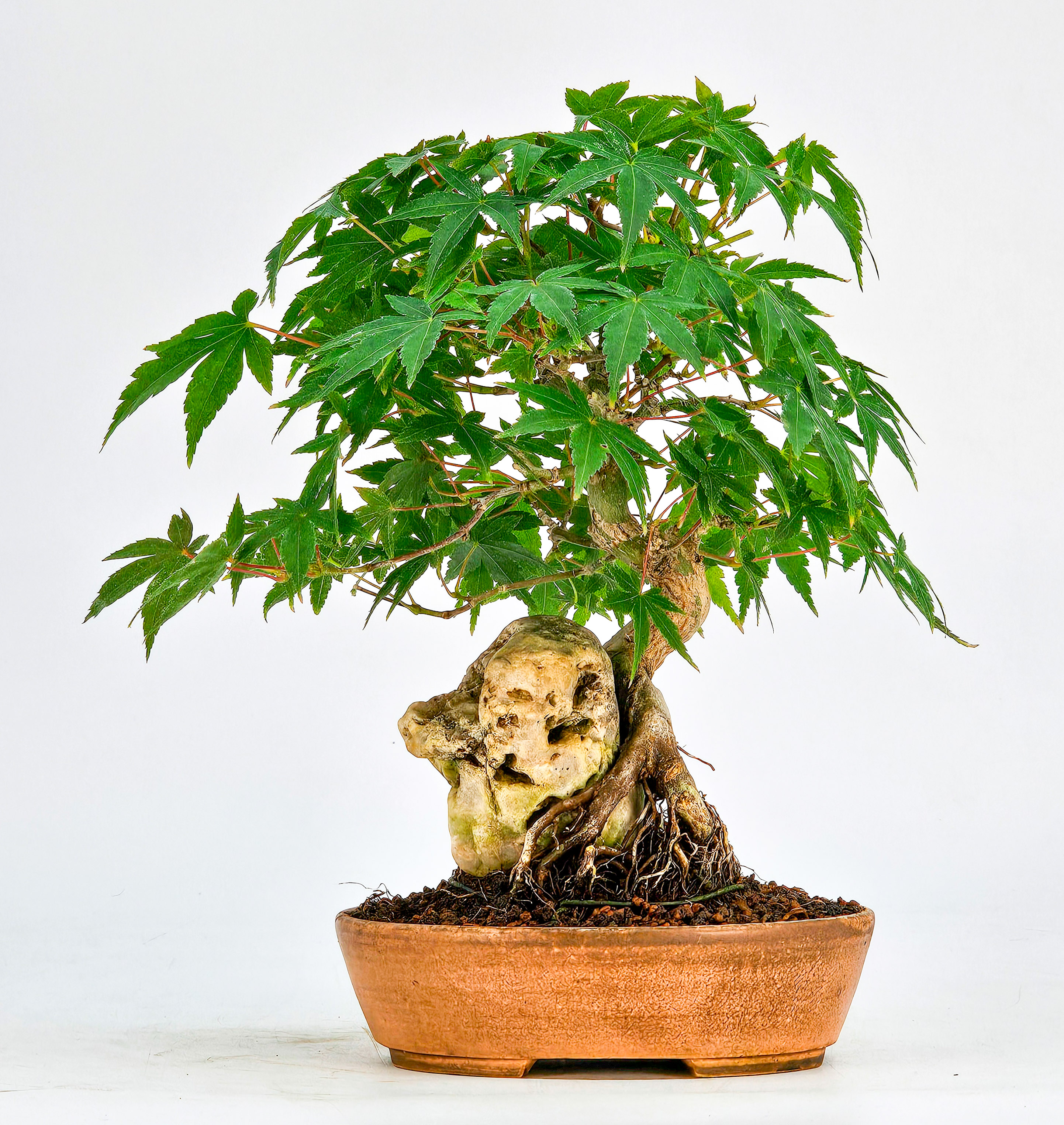 Bonsai Fächerahorn Acer Palmatum Shohin 17cm  