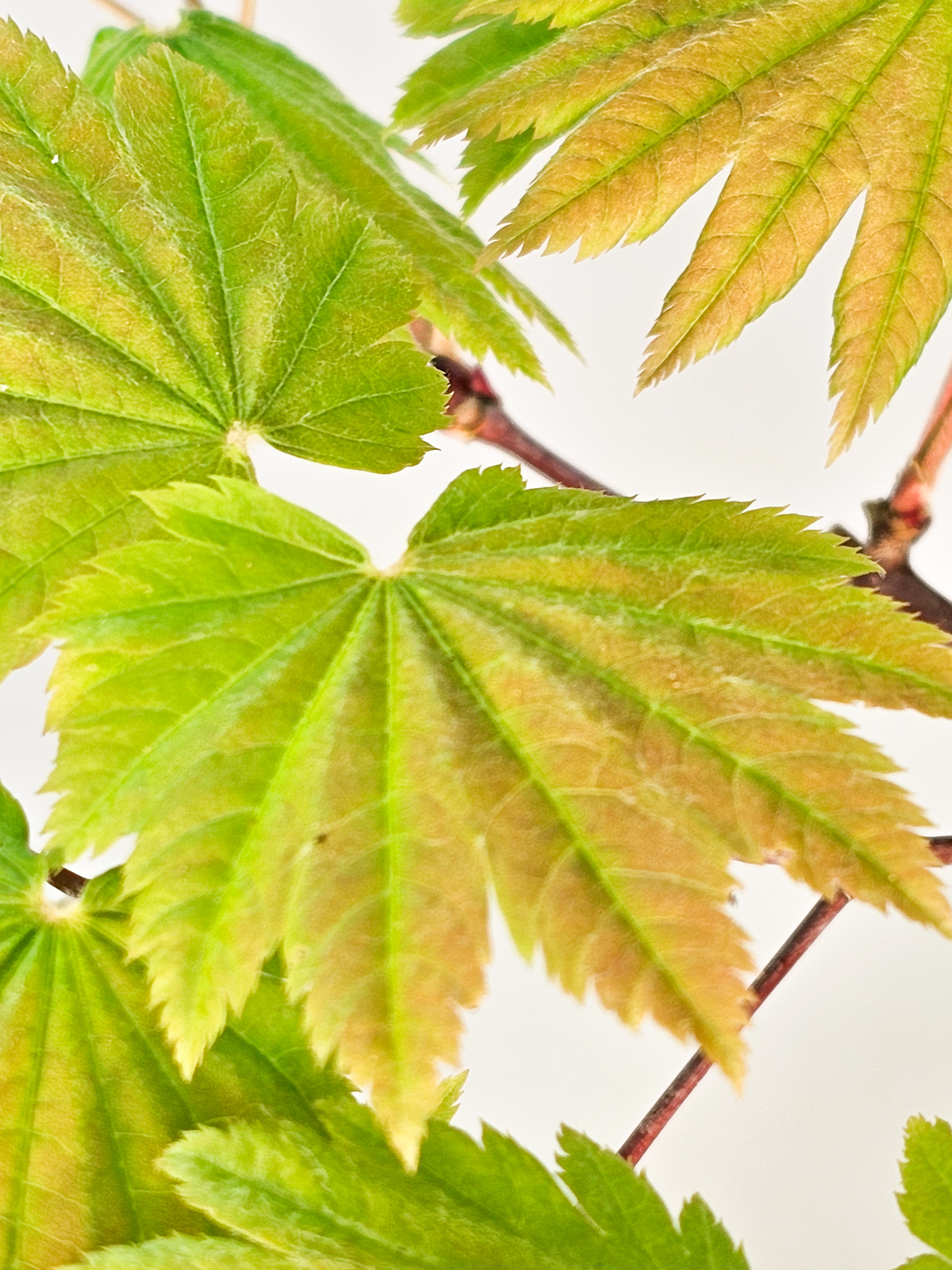 Bonsai Japanischer Ahorn - Acer japonicum 53cm Bonsai Japanischer Ahorn - Acer japonicum 53cm