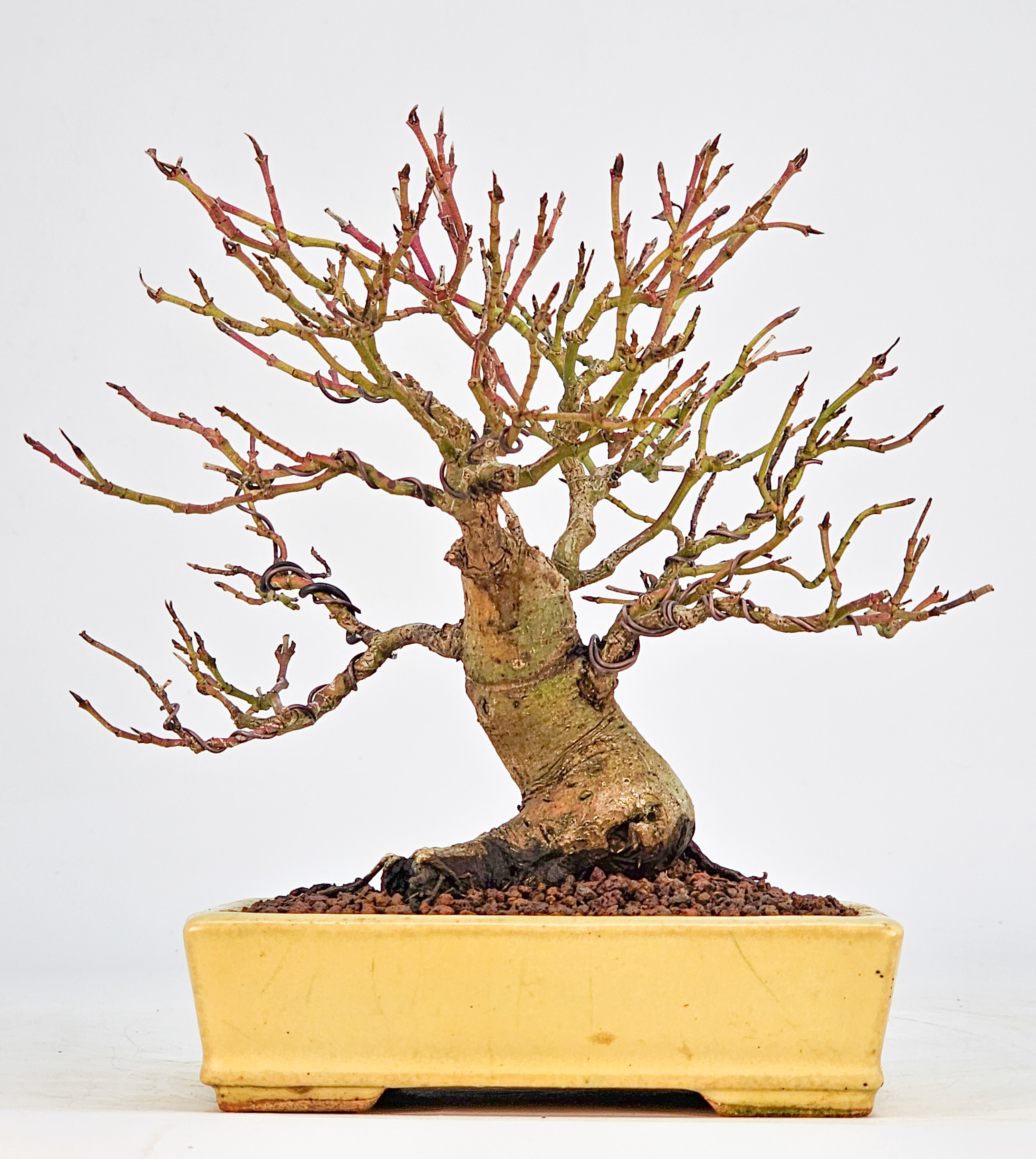 Bonsai Kornelkirsche - Cornus mas Shohin 15cm 