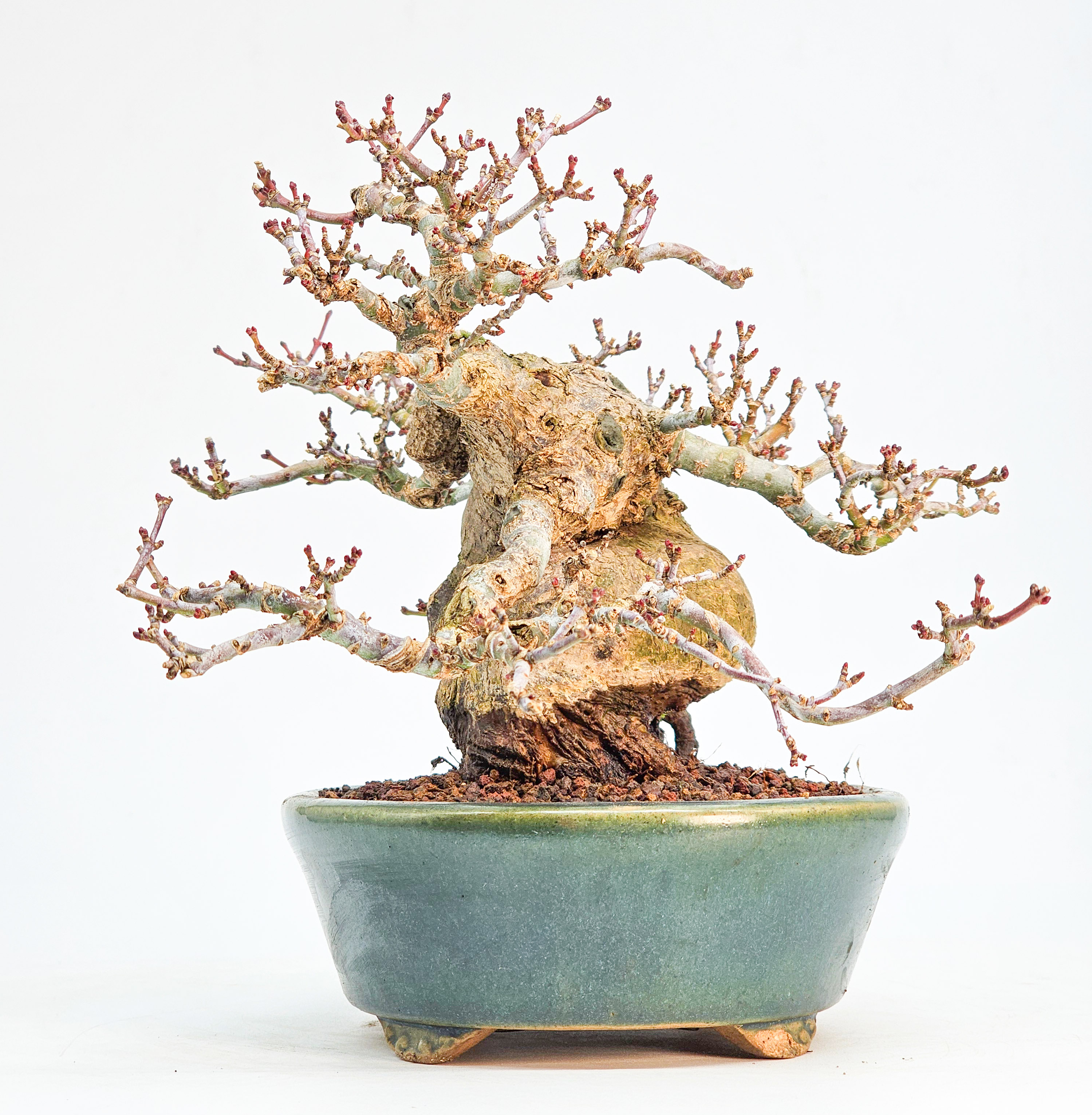 Bonsai Premium Löwenkopfahorn - Acer palmatum Shishigashira Shohin 14cm 