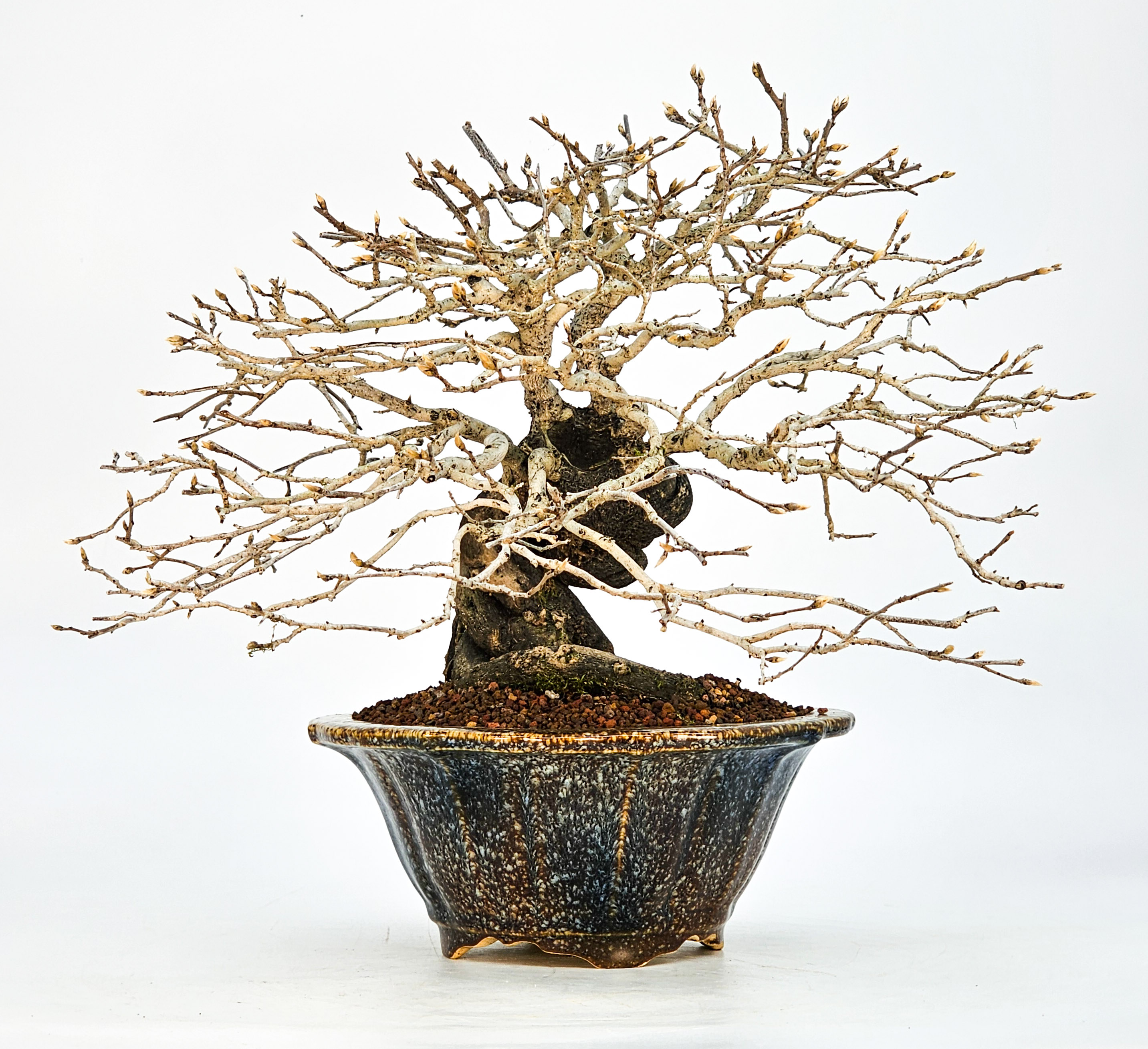 Bonsai Diospyros kaki Kakipflaume 23,5cm - Video!!
