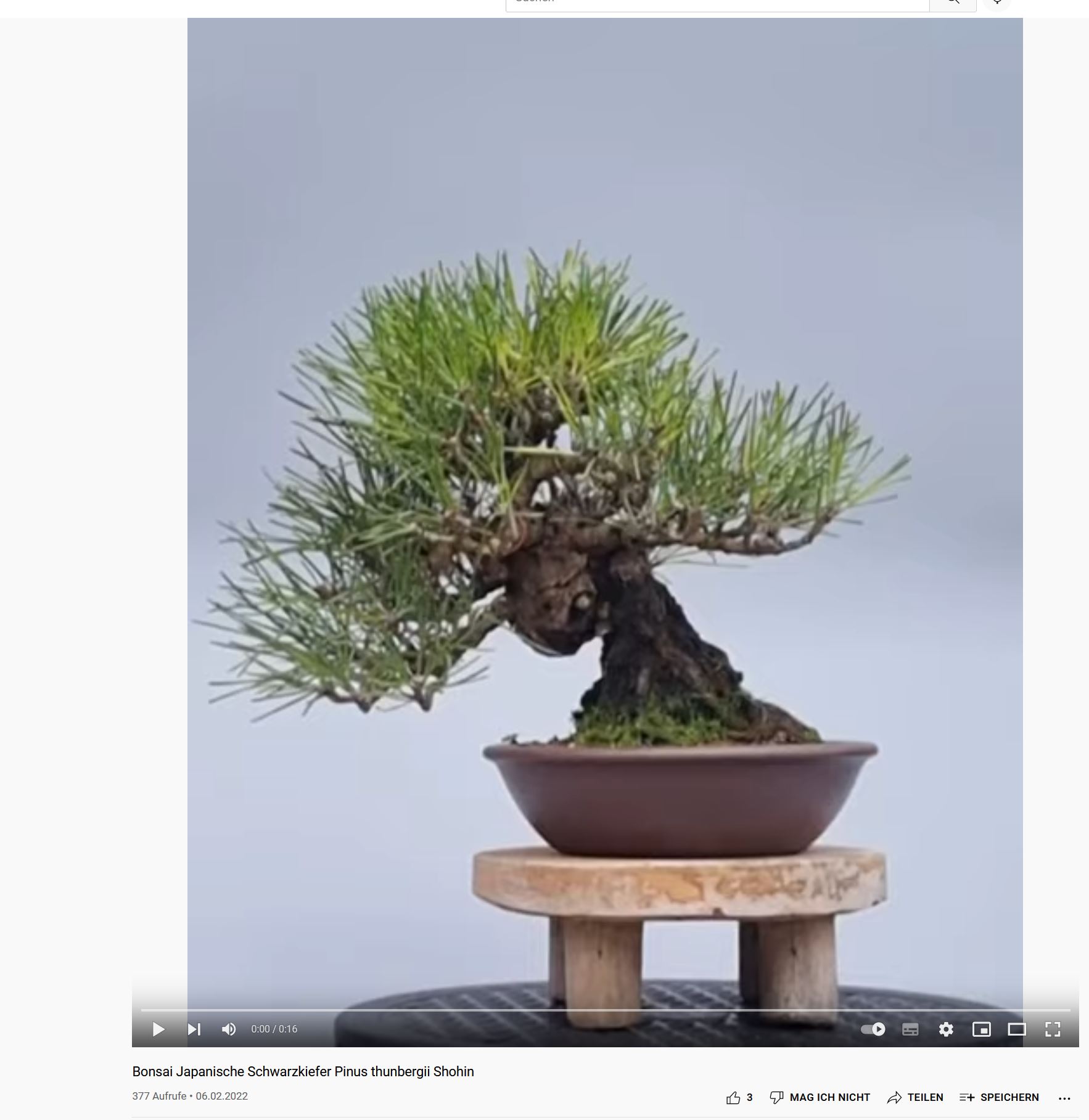 Bonsai Japanische Schwarzkiefer Pinus thunbergii Shohin