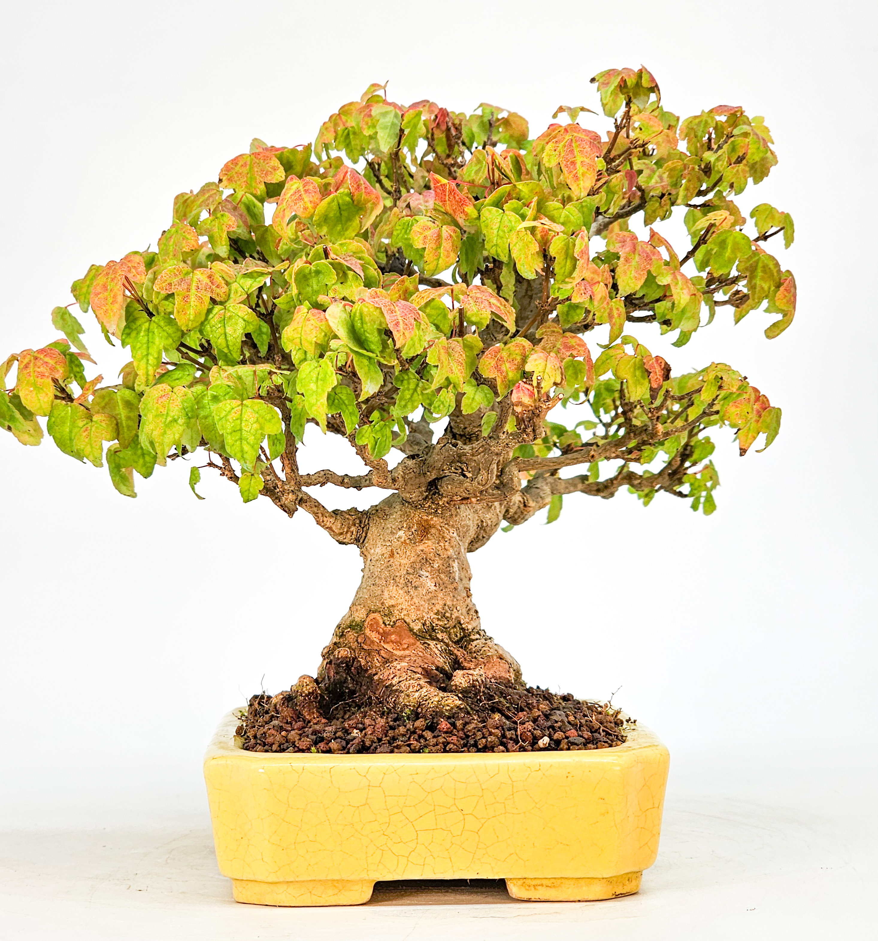 Bonsai Dreispitzahorn - Acer buergerianum 16cm