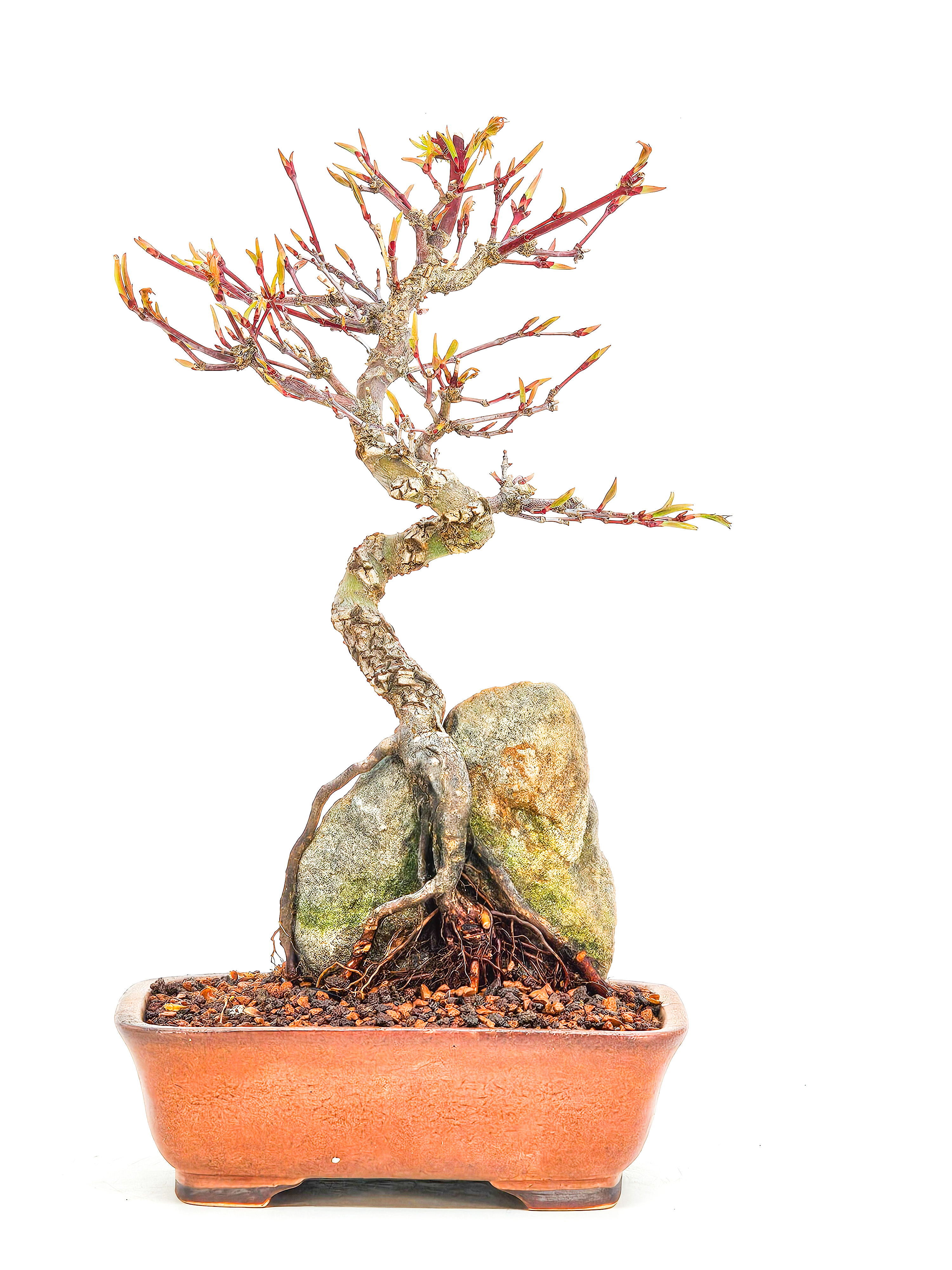 Bonsai Fächerahorn - Acer palmatum Arakawa 24cm 