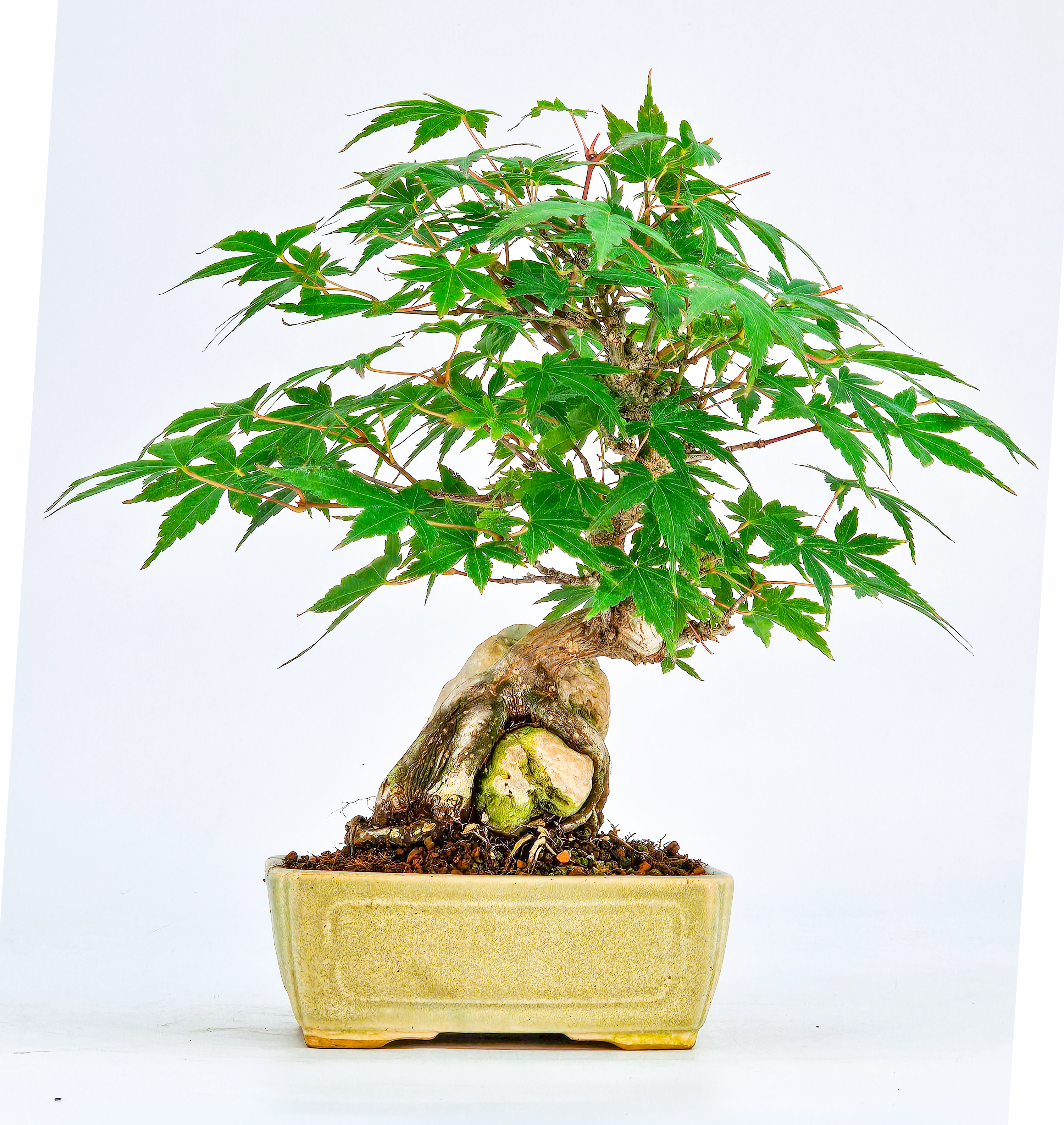Bonsai Fächerahorn Acer Palmatum Shohin 17cm