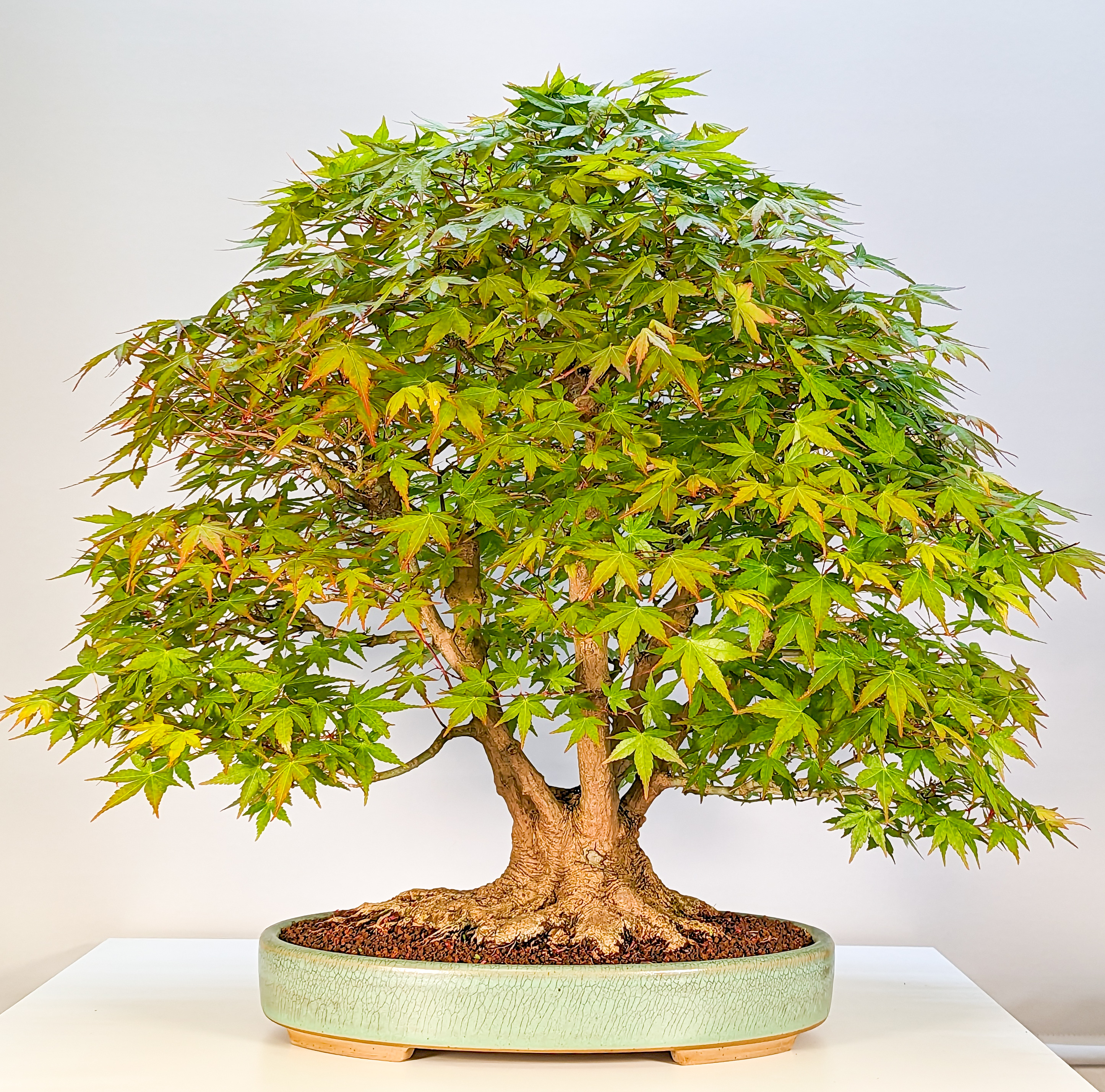Bonsai Fächerahorn Acer Palmatum 5 Stämme 58cm 