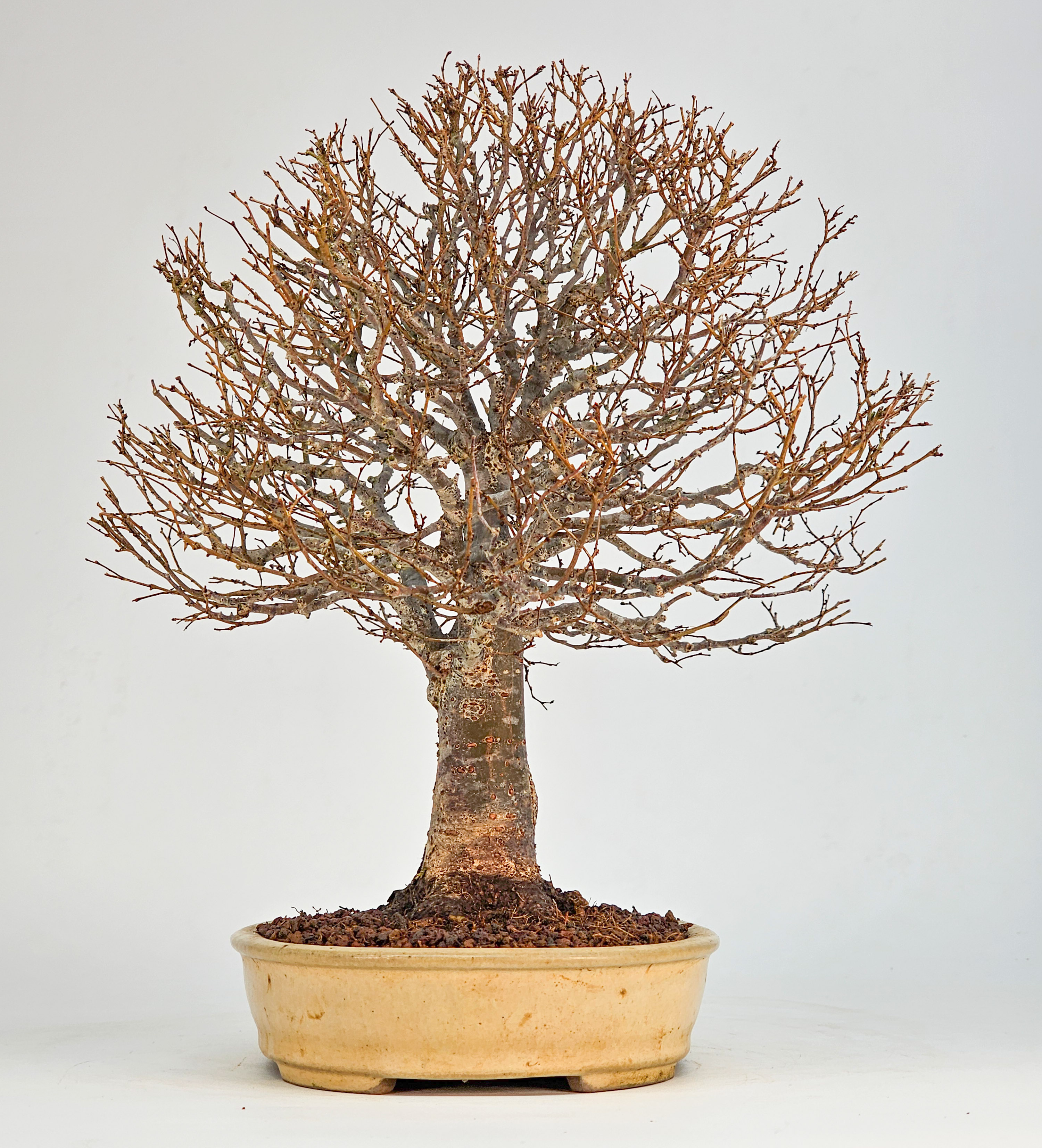 Bonsai Premium Zelkova serrata Shohin 25cm 