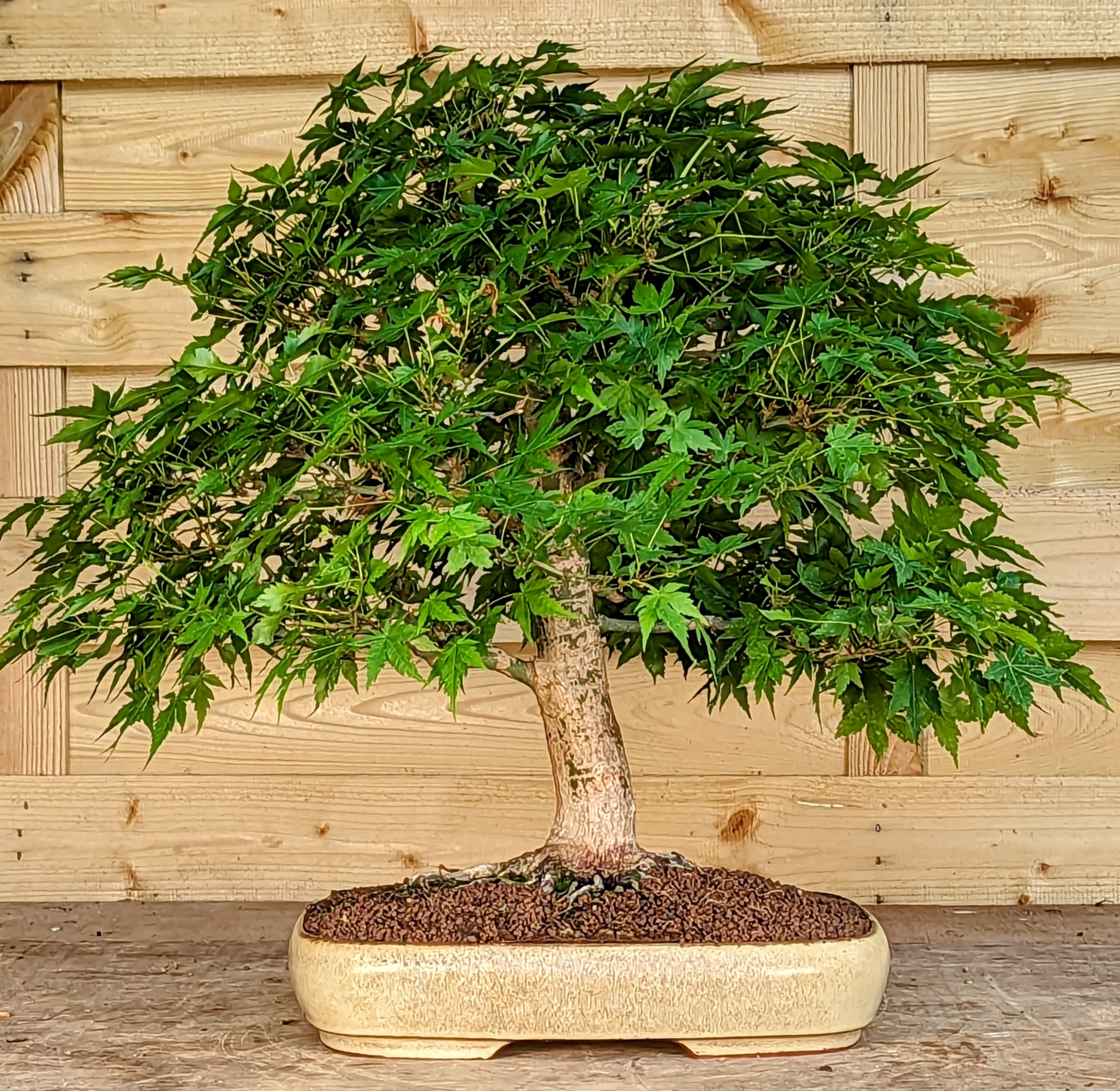 Bonsai Fächerahorn Acer palmatum 42cm 