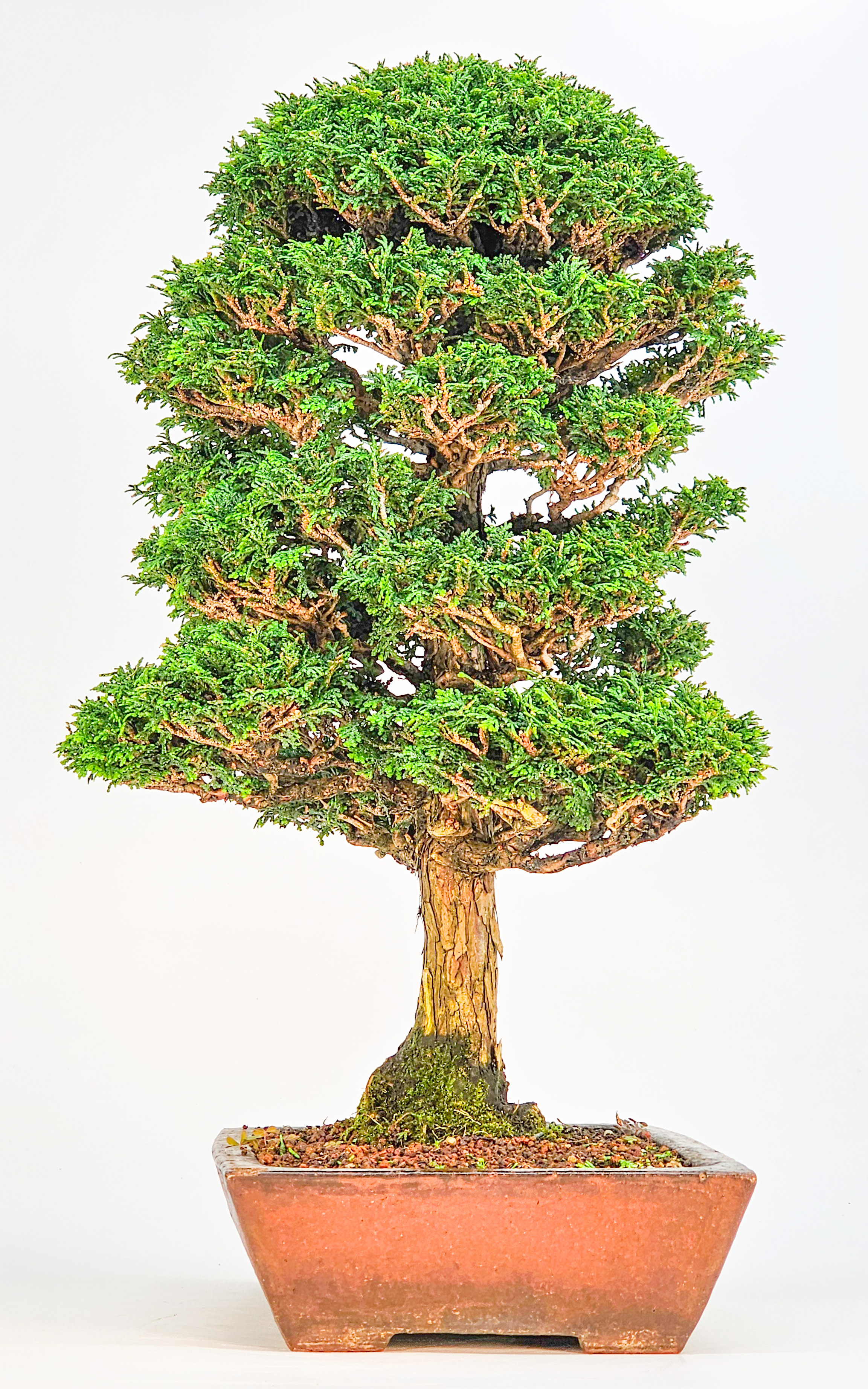 Bonsai Chamaecyparis obtusa 46,5 cm Video!!