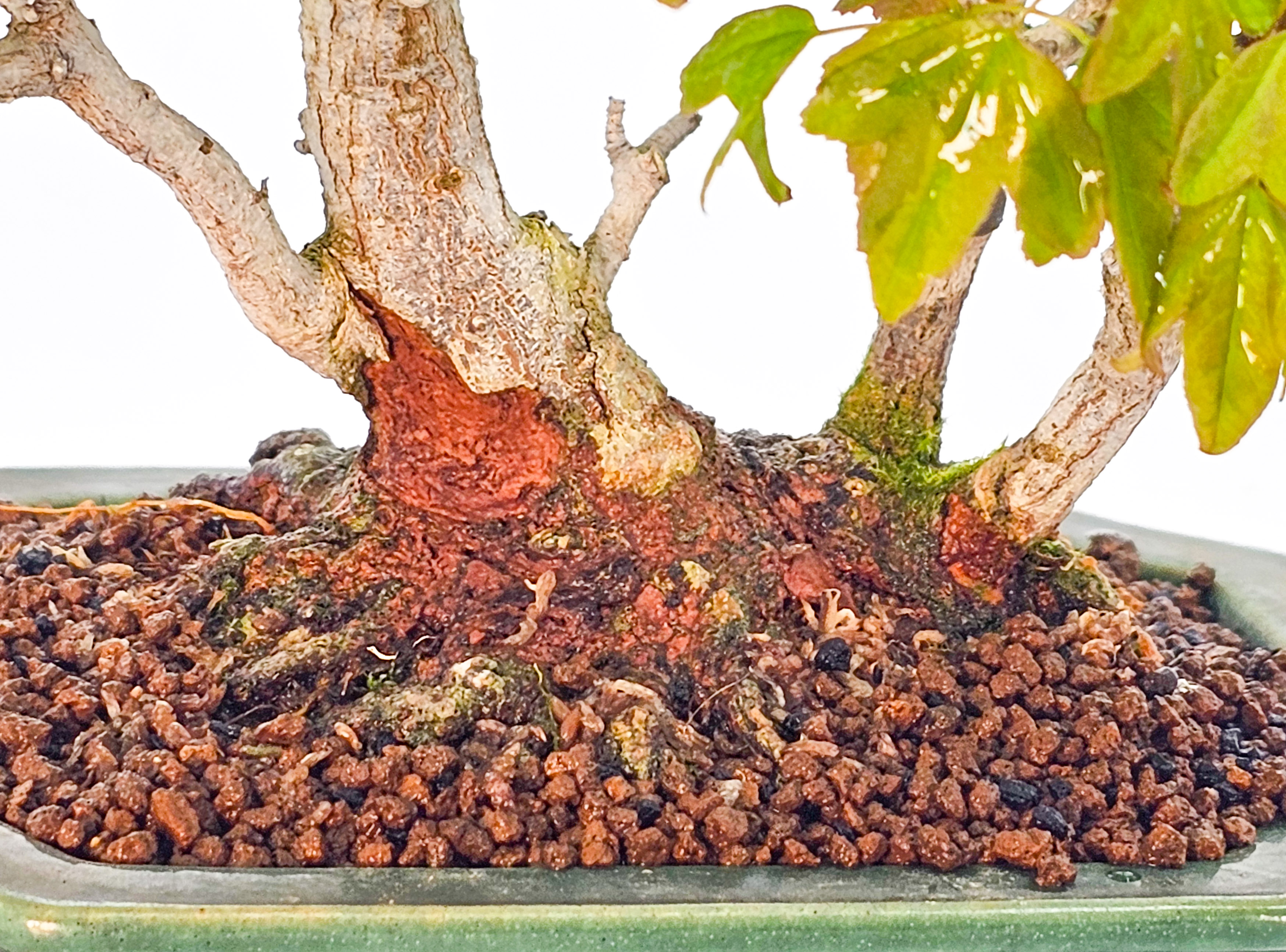 Bonsai Premium Dreispitzahorn - Acer buergerianum Shohin 14cm - Video  