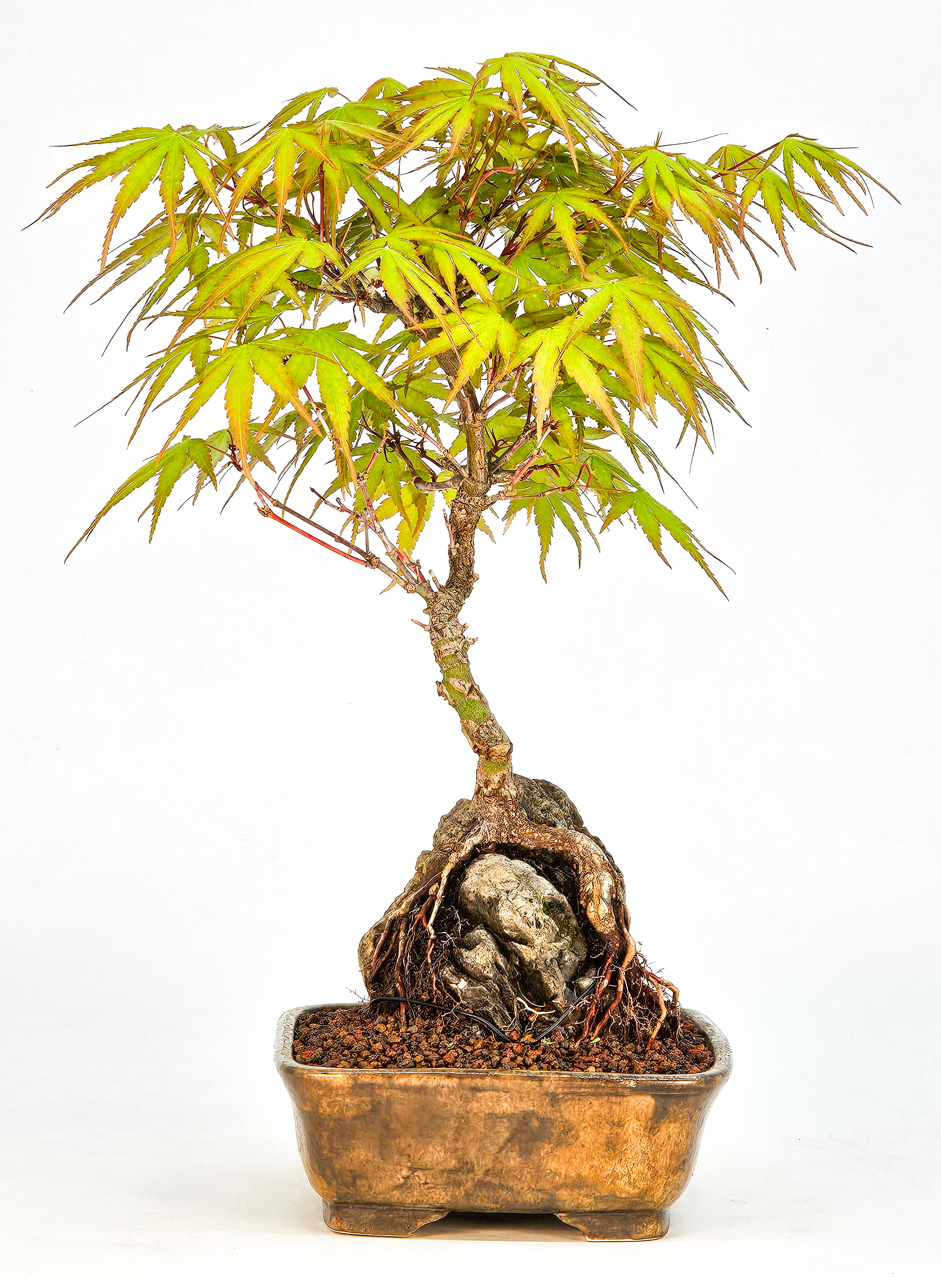 Bonsai Fächerahorn - Acer palmatum Arakawa 24cm  