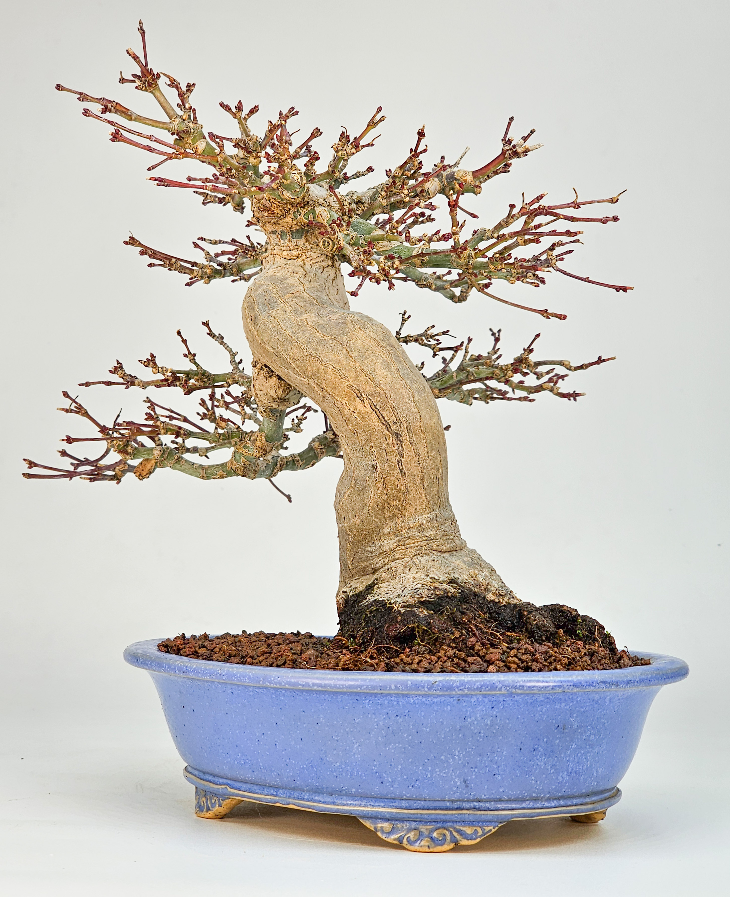 Bonsai Premium Fächerahorn - Acer palmatum Orihime Shohin 20cm