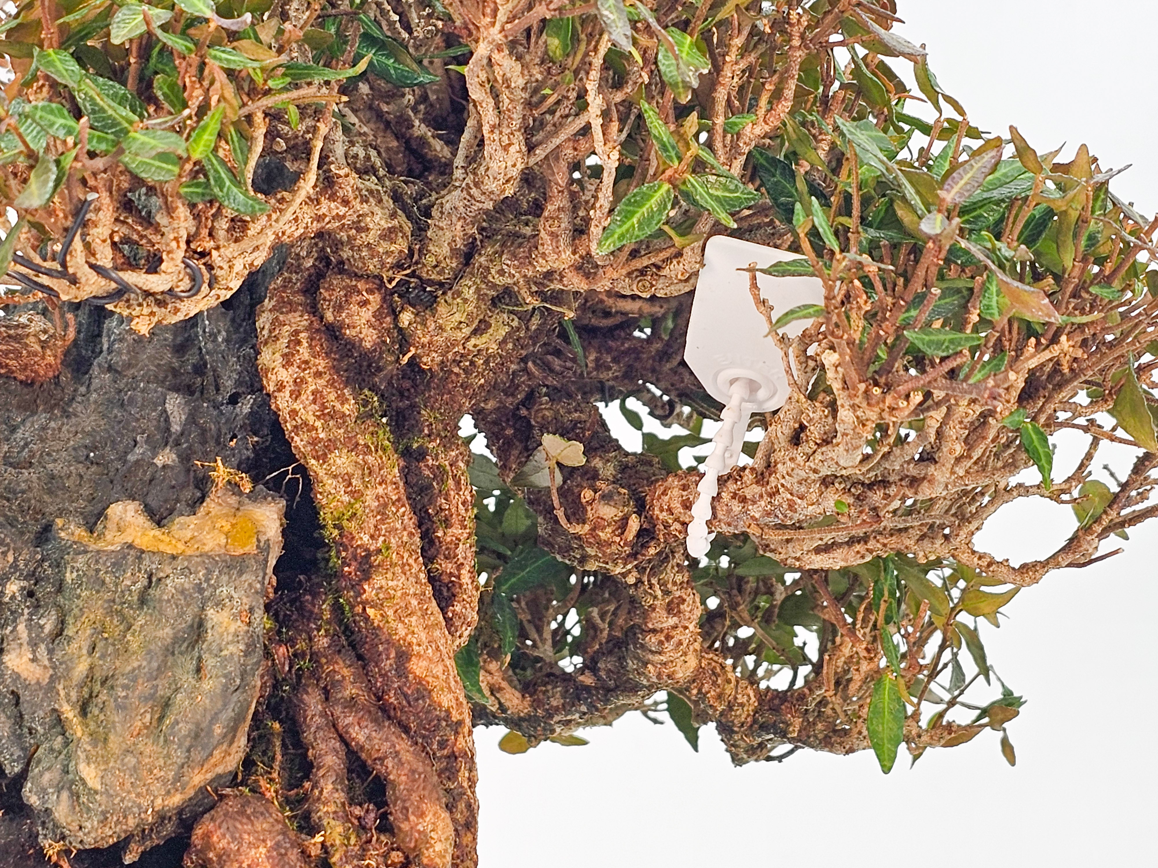 Bonsai Premium Sternjasmin - Trachelospermum asiaticum Ishizuki 24,5cm  