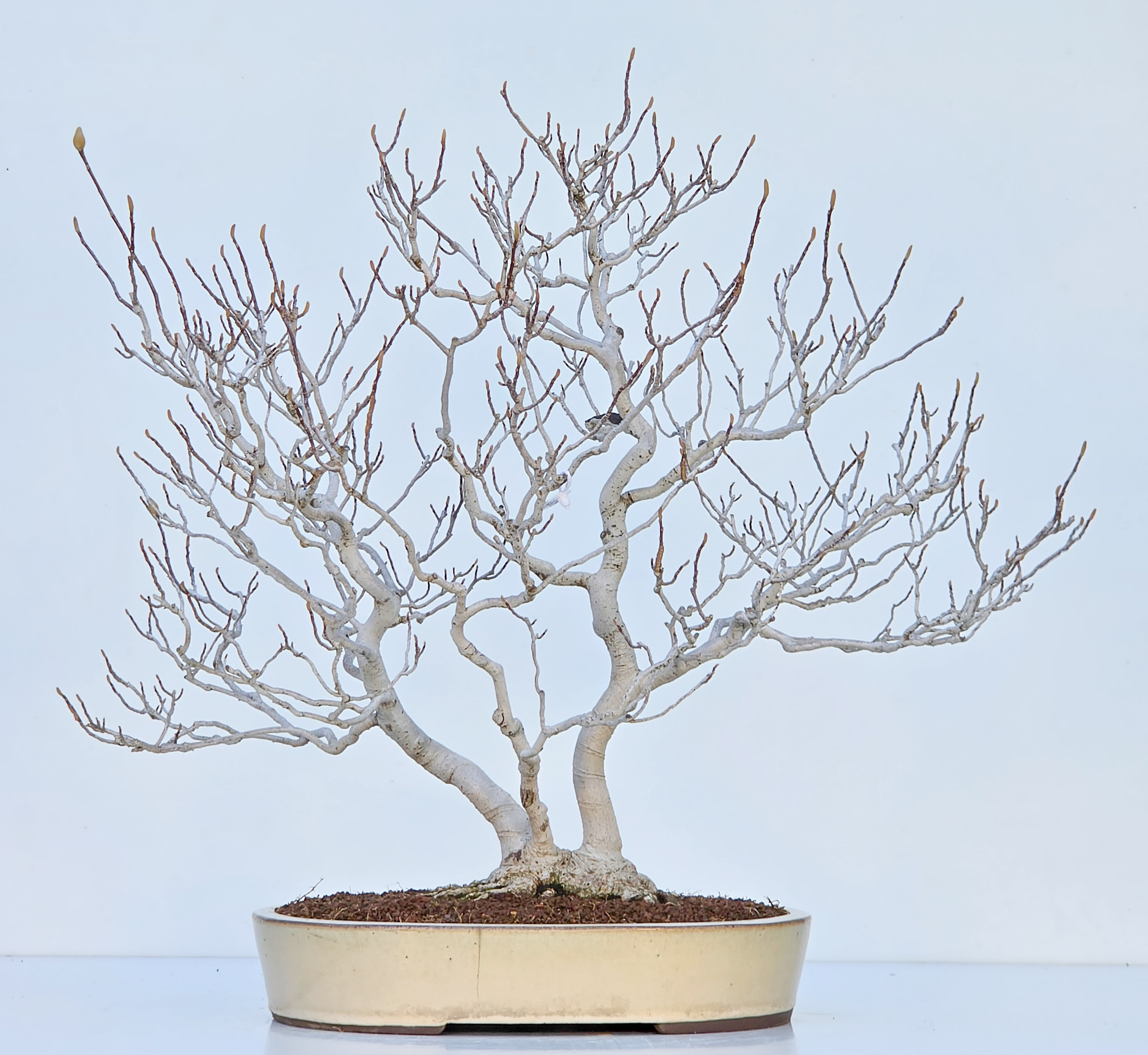 Bonsai Premium Magnolia kobus saucer - Magnolie 55cm