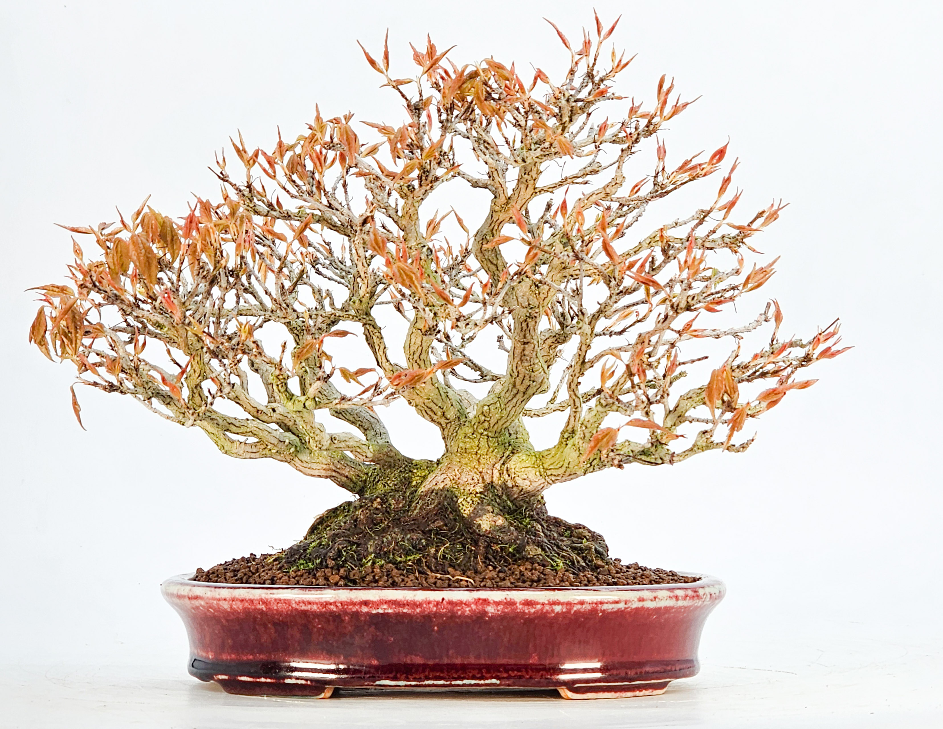 Bonsai Premium Dreispitzahorn - Acer buergerianum Shohin 19cm - Video Bonsai Premium Dreispitzahorn - Acer buergerianum Shohin 19cm - Video