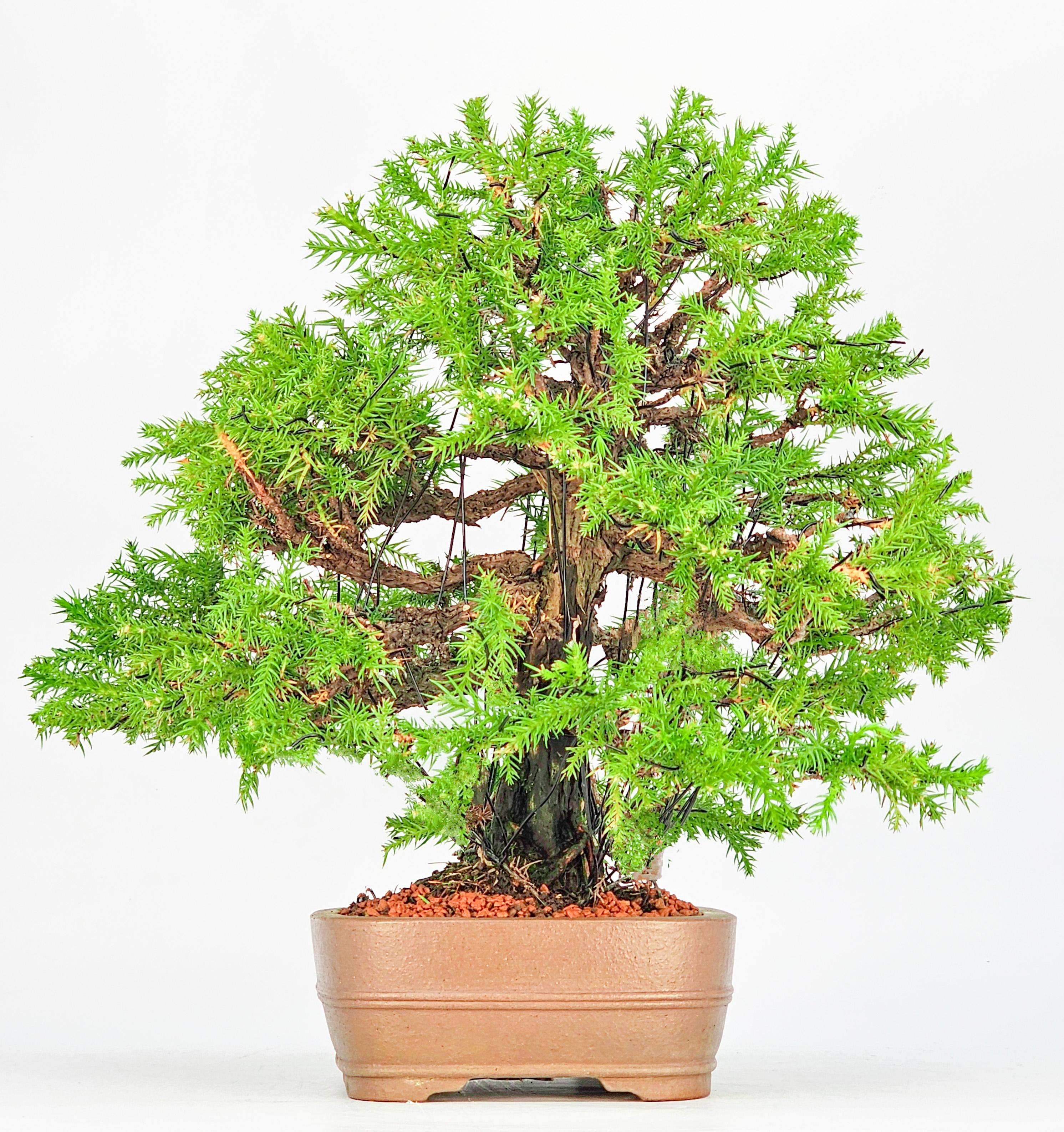 Bonsai Sicheltanne Cryptomeria Japonica 30cm