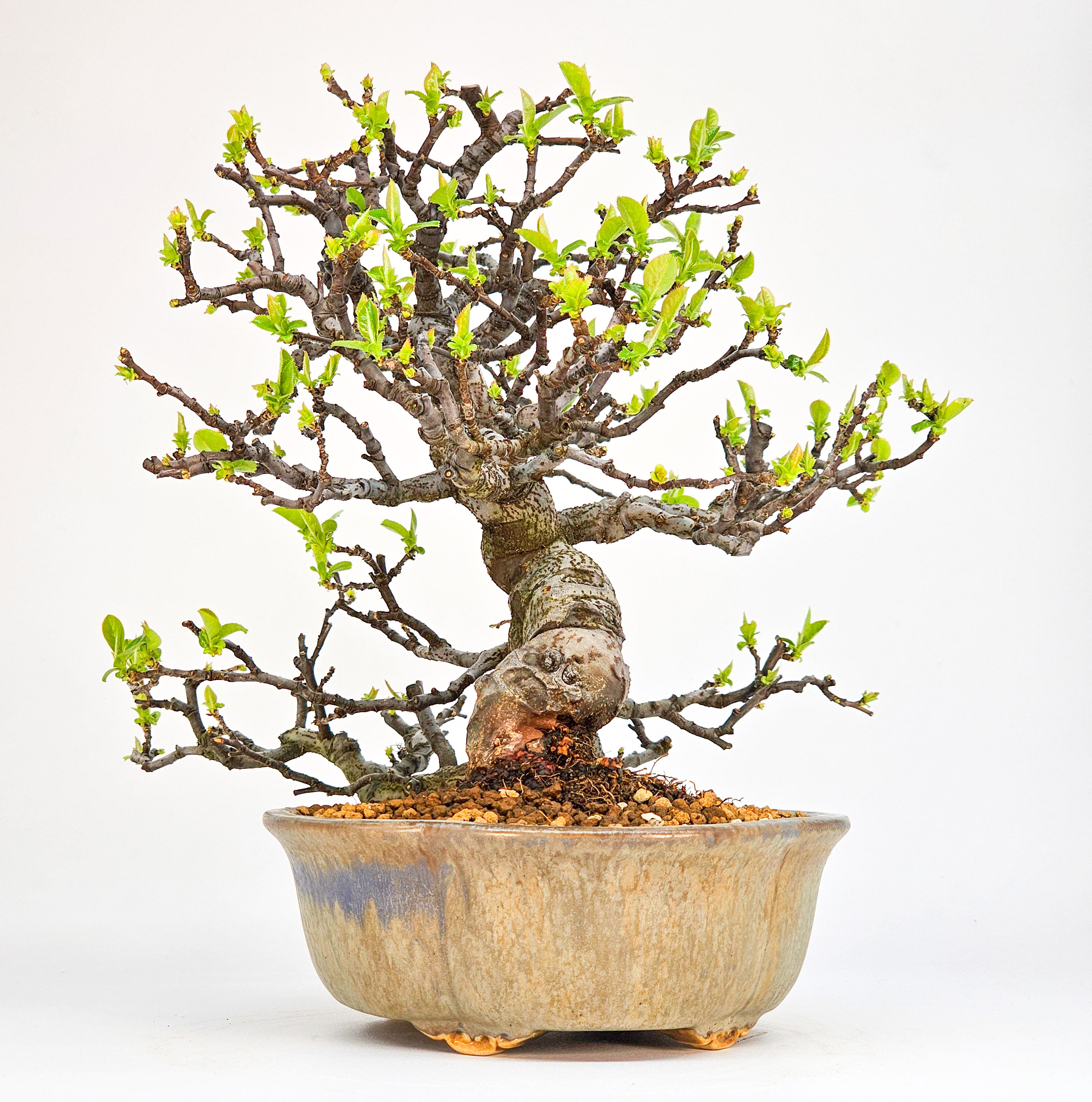 Bonsai Quitte - Pseudocydonia sinensis Shohin 21cm