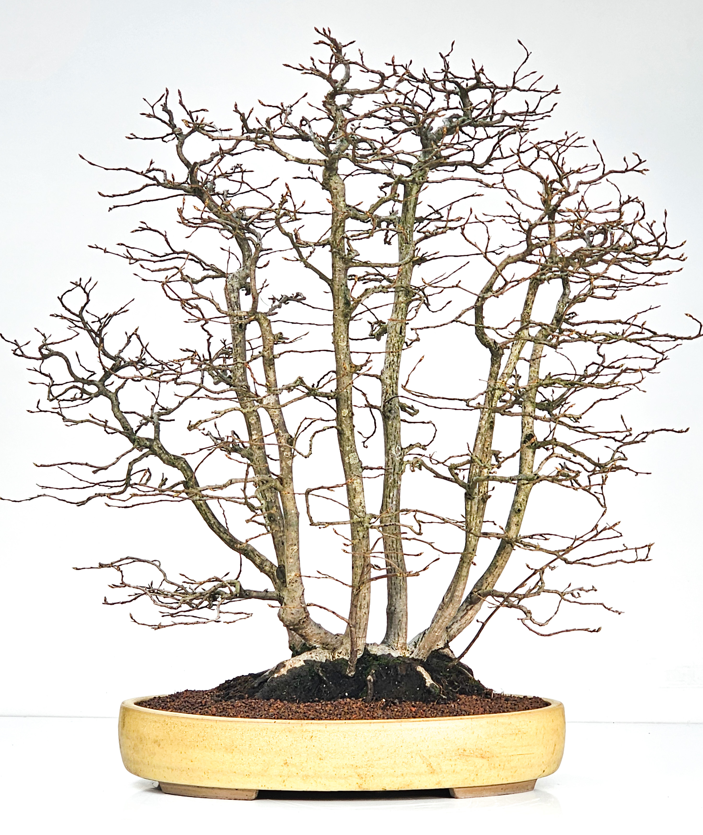 Bonsai Hainbuche - Carpinus betulus Floßform – Ikadabuki 62cm