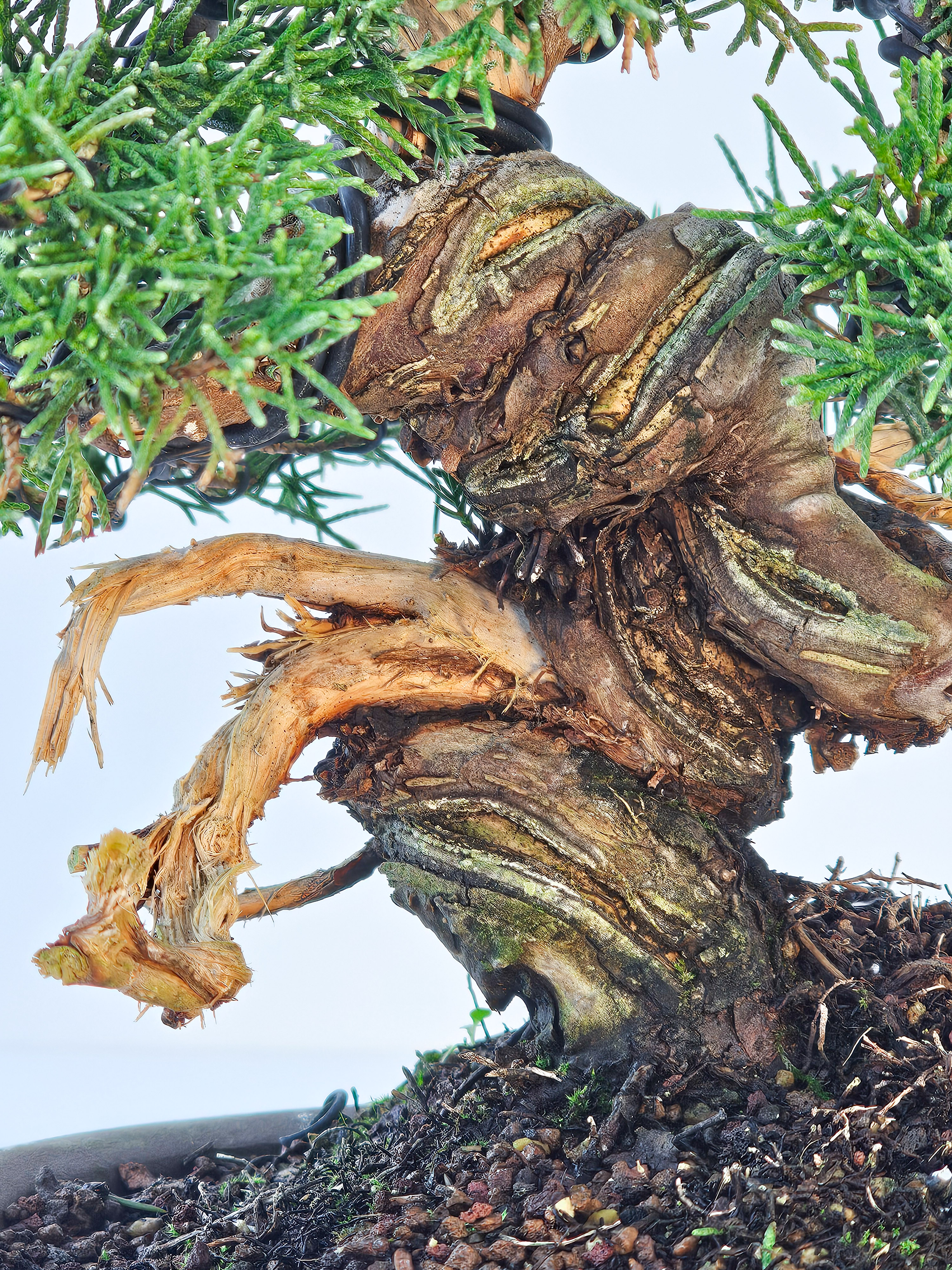 Bonsai Wacholder Juniperus chinensis shimpaku Shohin 16cm 