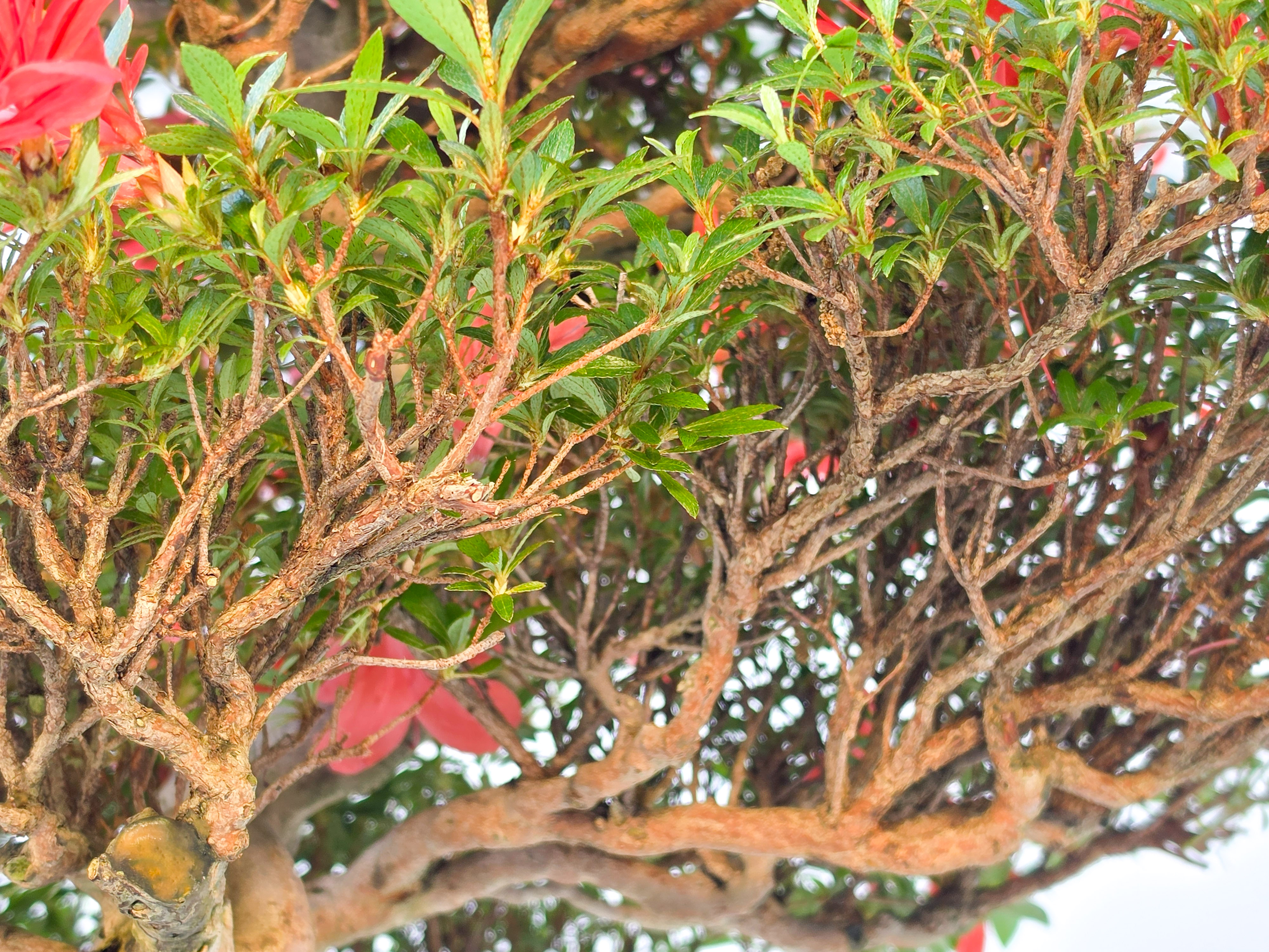 Bonsai Premium Azalee -  Rhododendron indicum kinsai 60cm