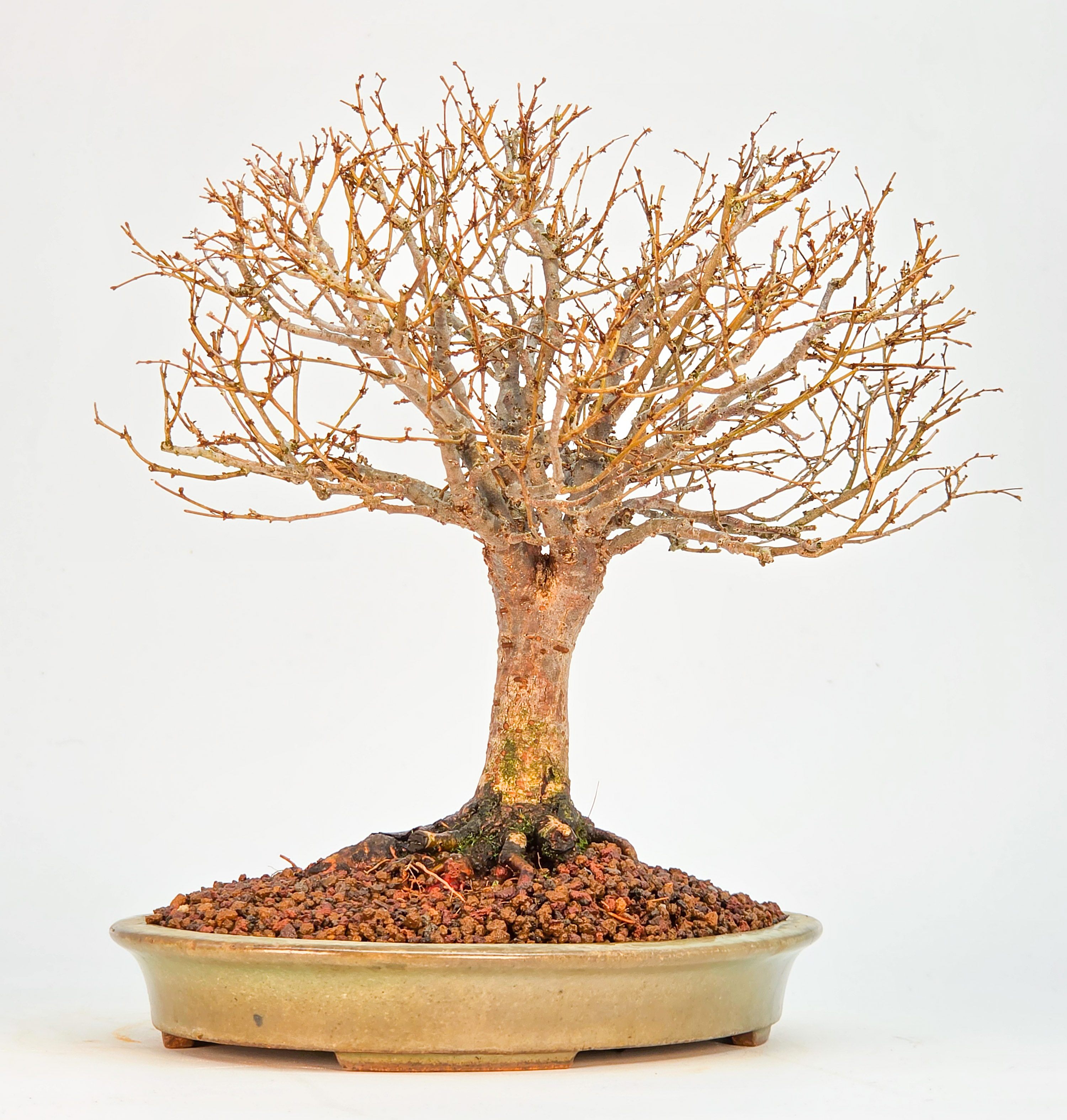 Bonsai Zelkova serrata Shohin 21cm Video!!