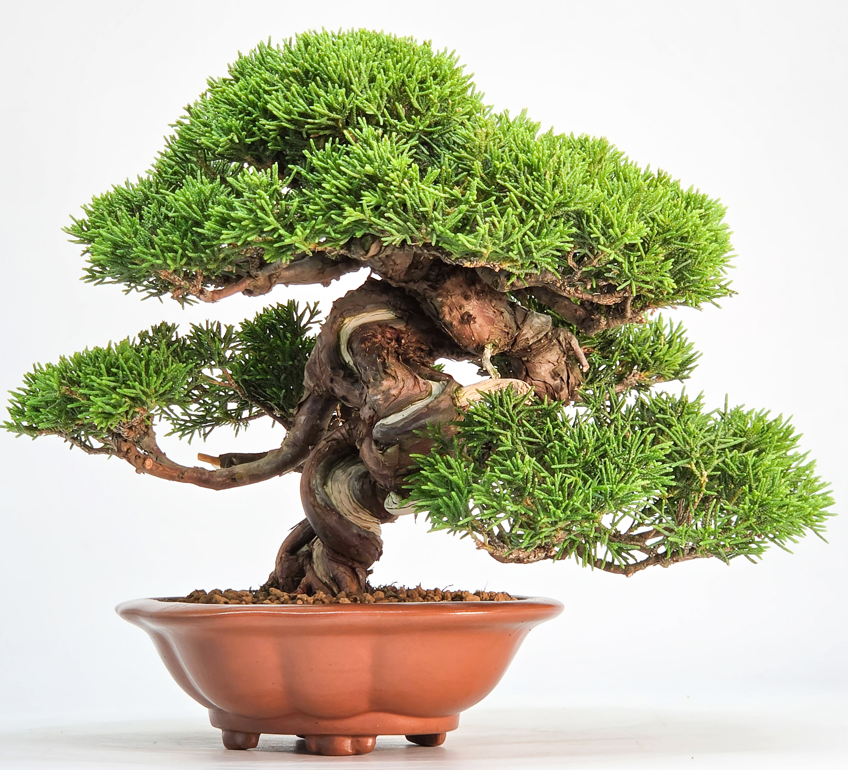 Bonsai Premium Wacholder - Juniperus chinensis Shohin 17cm