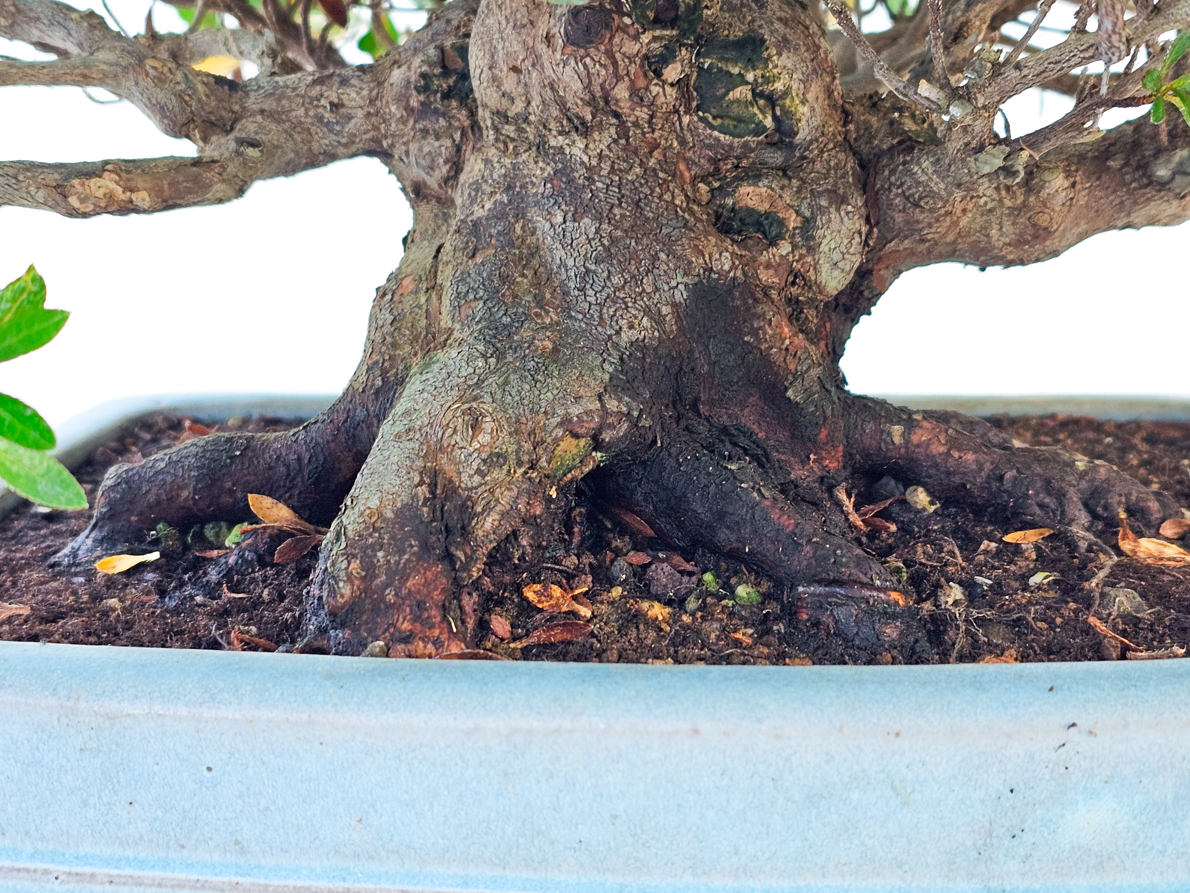 Bonsai Azalee - Rhododendron indicum osakazuki 23cm 