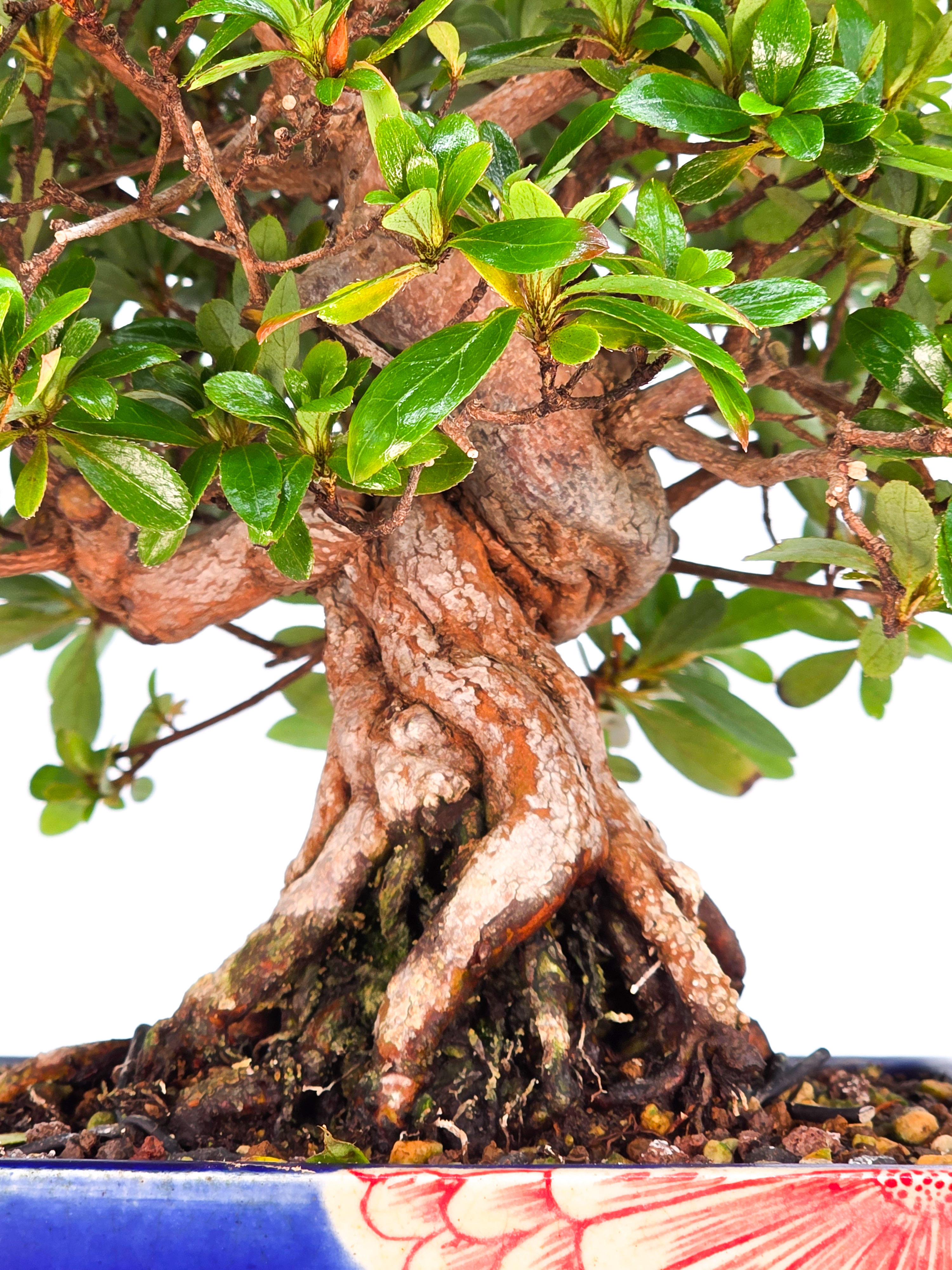 Bonsai Azalee - Rhododendron indicum - Yata no Kagami- Shohin 19cm