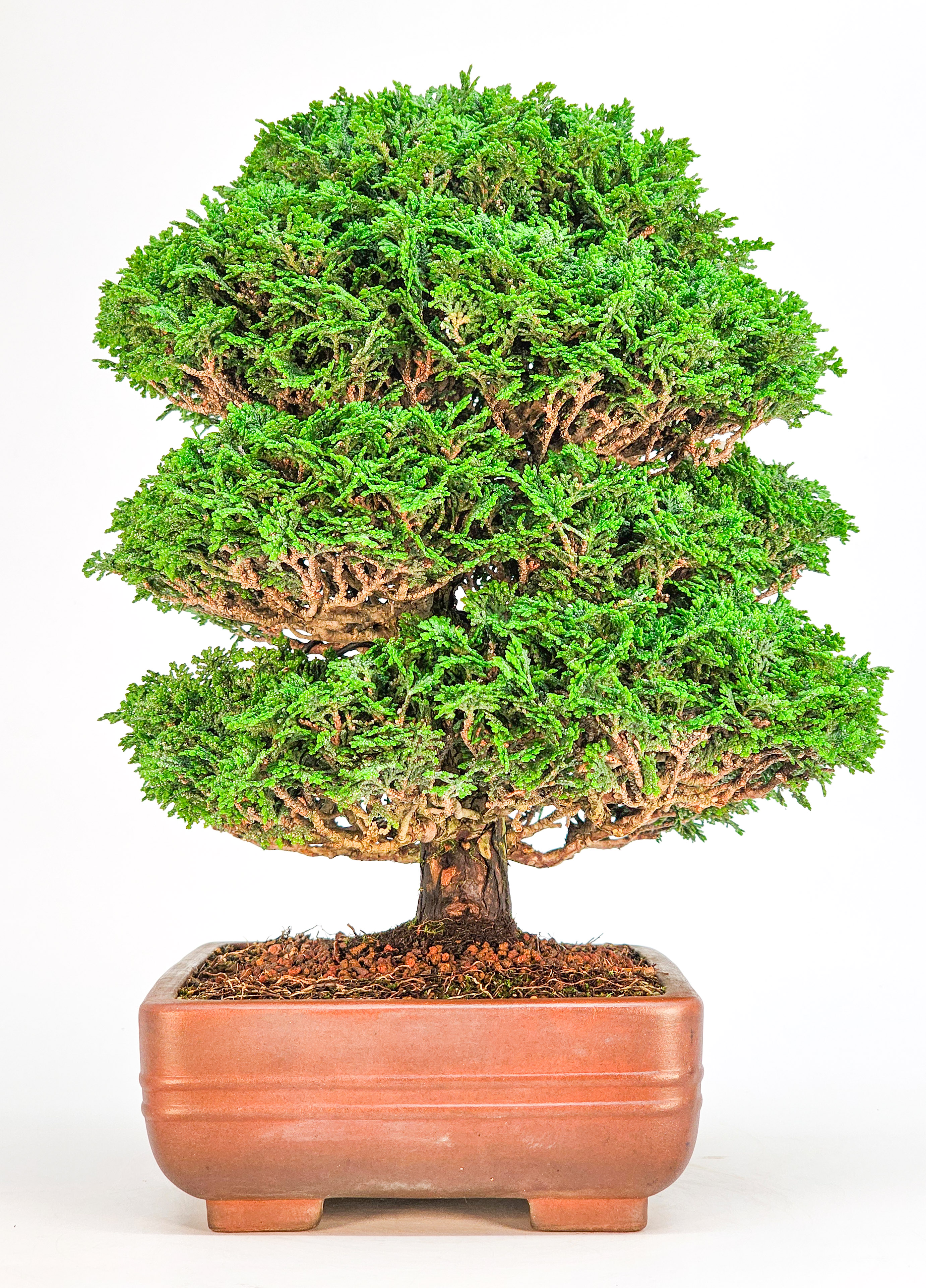 Bonsai Chamaecyparis obtusa 29,5cm Bonsai Chamaecyparis obtusa 29,5cm