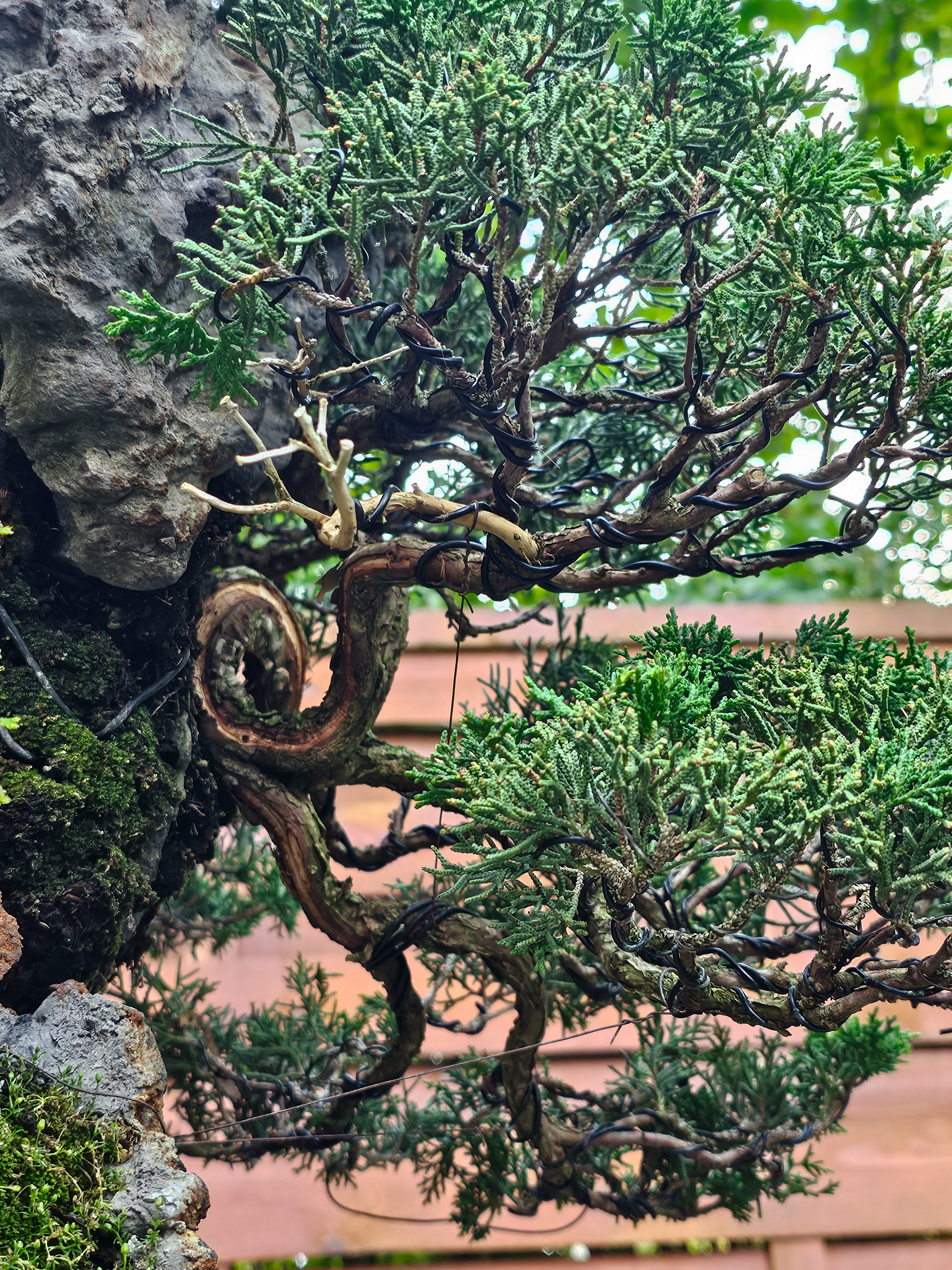 Bonsai Wacholder Juniperus chinensis Ishitsuki 72cm Video!! Bonsai Wacholder Juniperus chinensis Ishitsuki 72cm Video!!