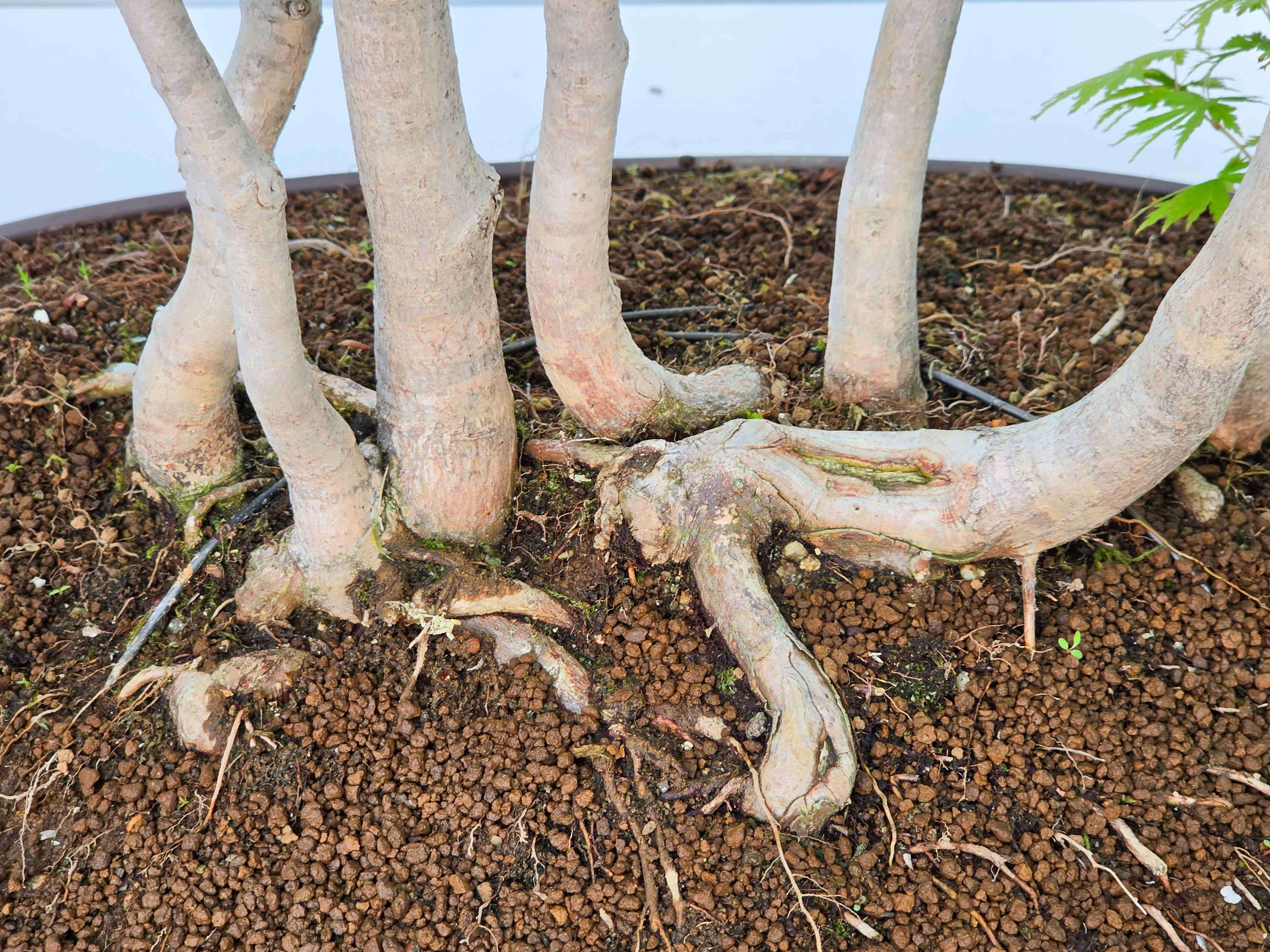 Bonsai Fächerahorn - Acer Ariake Rarität!! 130cm