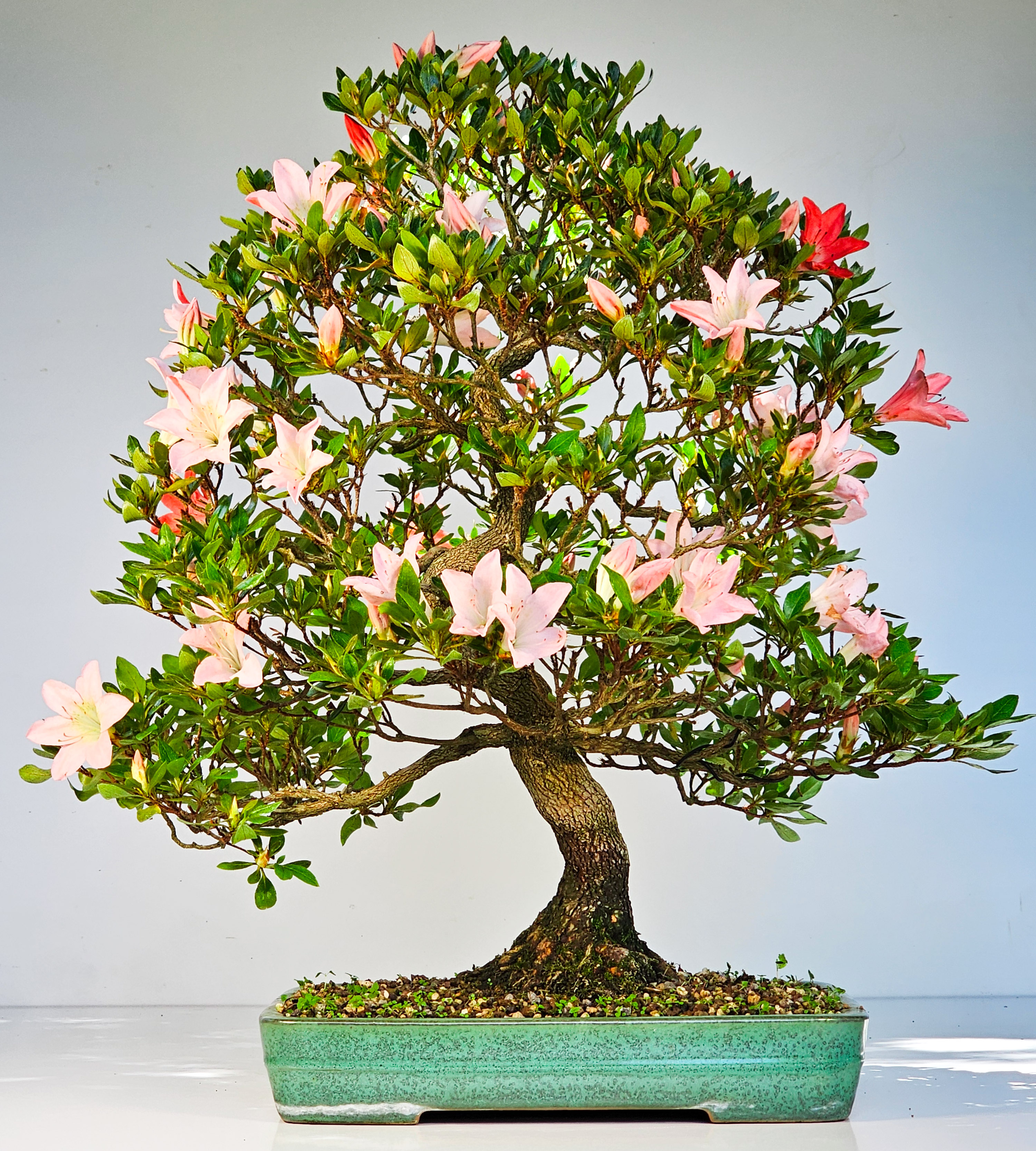 Bonsai Azalee Rhododendron indicum -Shin Koyo- 58cm Bonsai Azalee Rhododendron indicum -Shin Koyo- 58cm