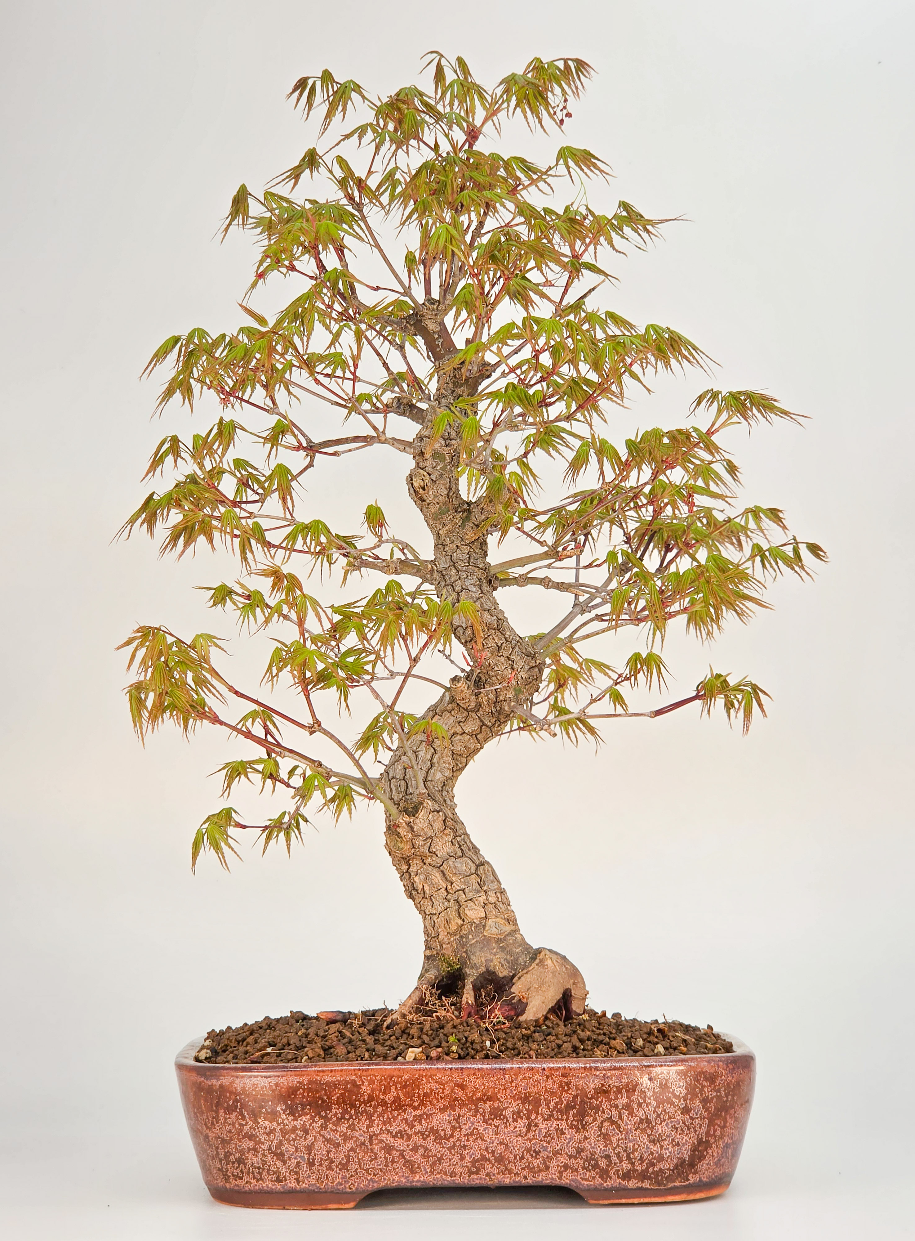 Bonsai Fächerahorn - Acer palmatum Arakawa 41cm