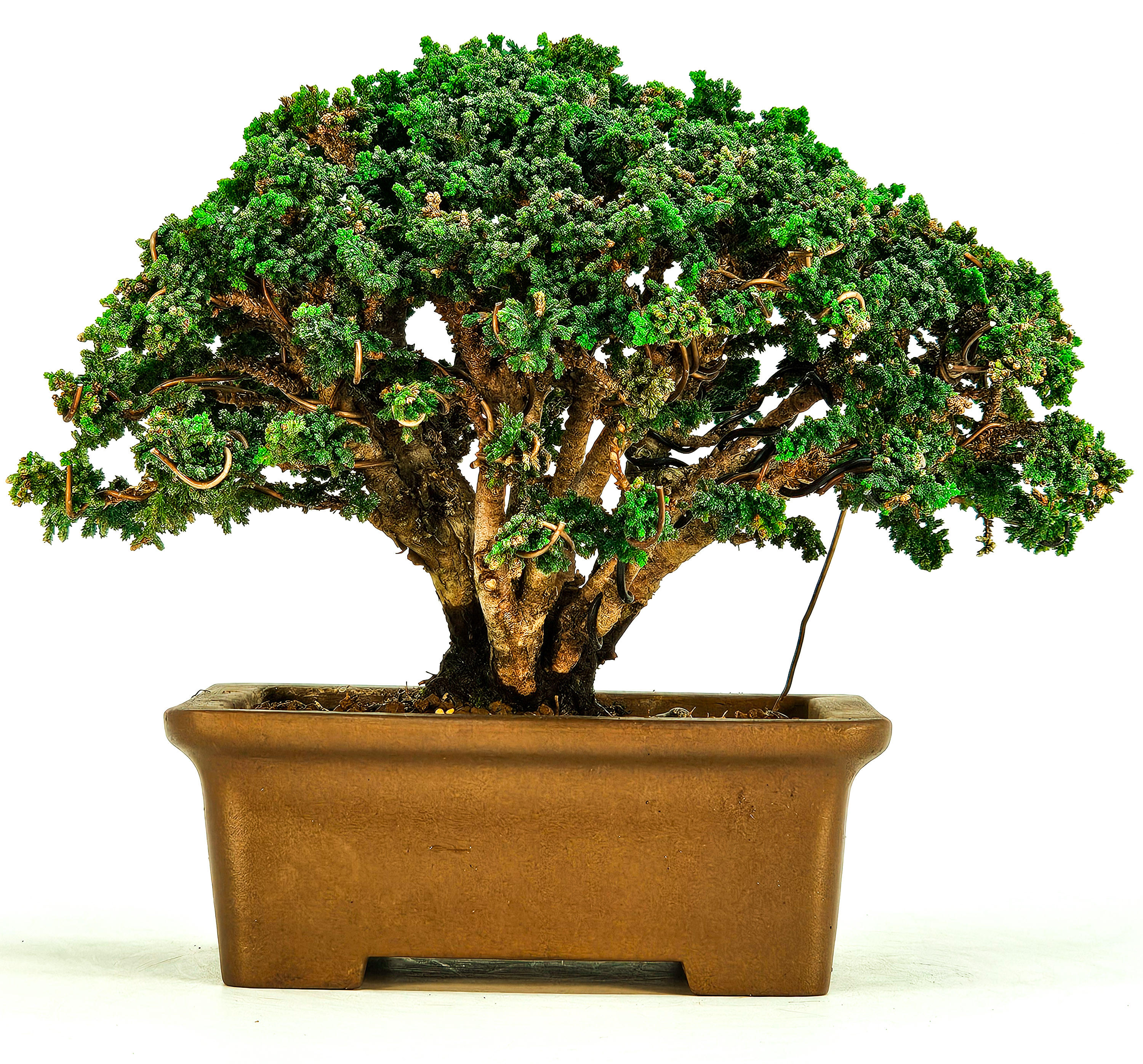 Bonsai Chamaecyparis obtusa Sekka hinoki Shohin 12,5cm