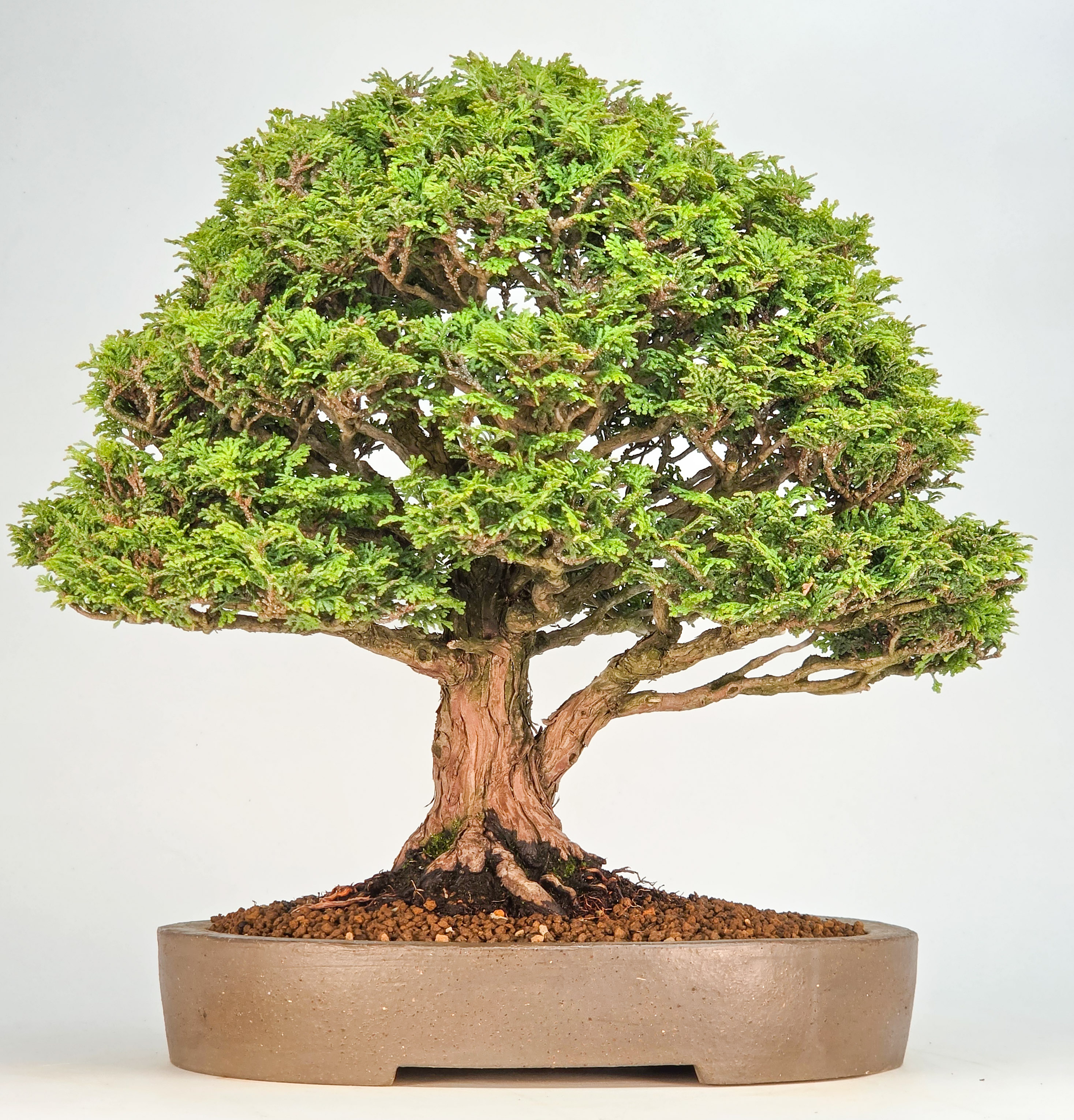 Bonsai Chamaecyparis obtusa 32,5 cm