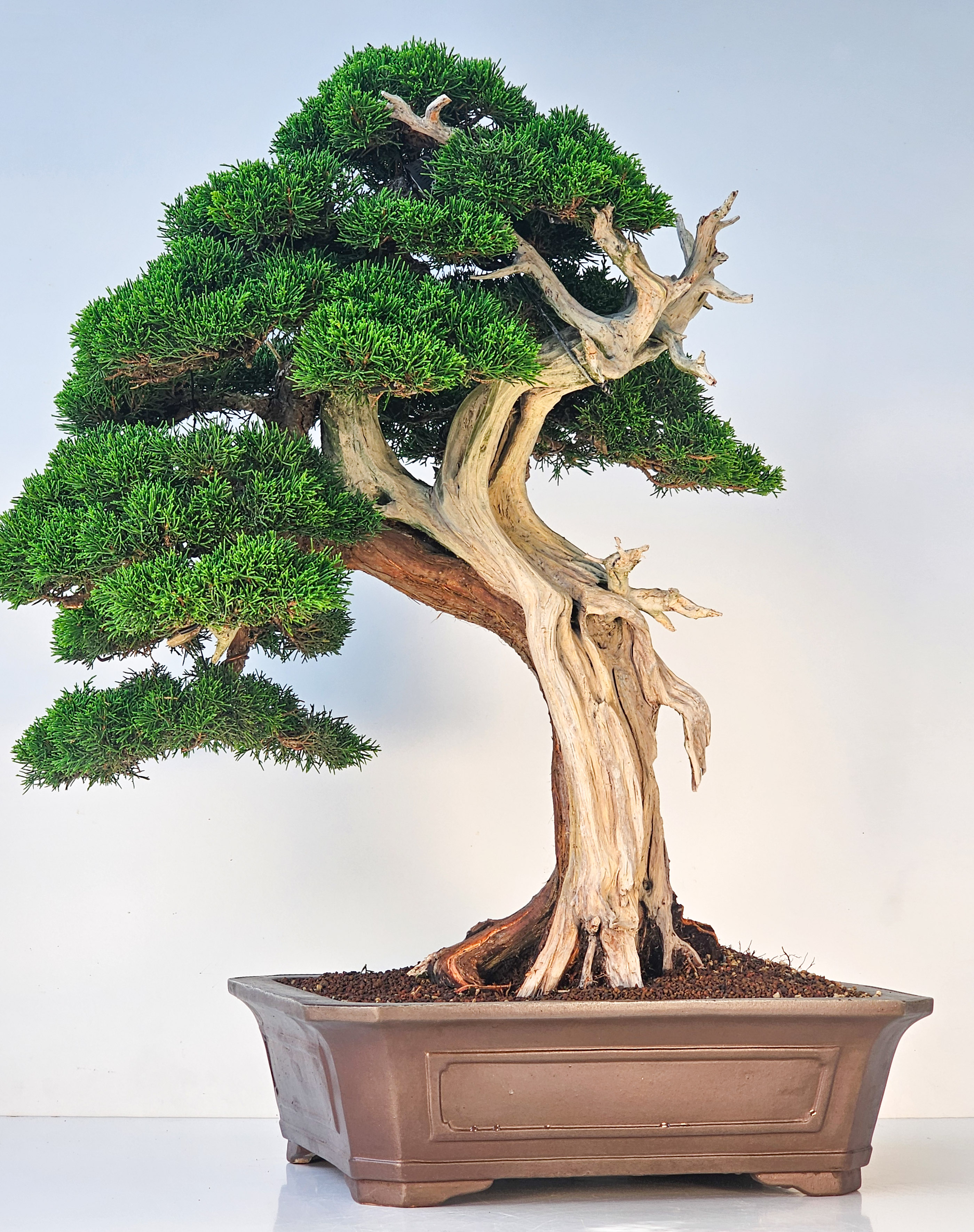 Bonsai Wacholder Juniperus chinensis shimpaku 66 cm Video!!