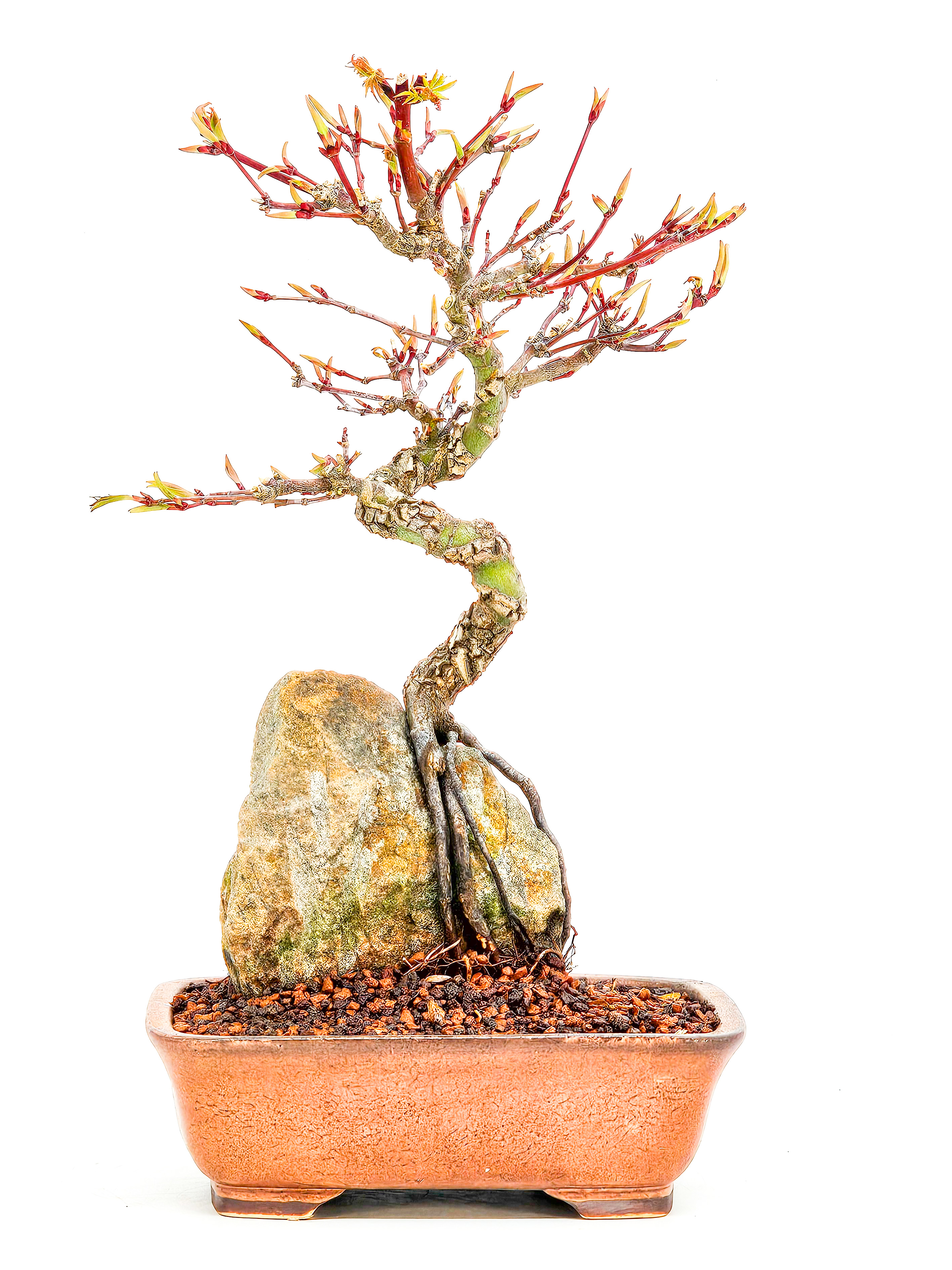 Bonsai Fächerahorn - Acer palmatum Arakawa 24cm 
