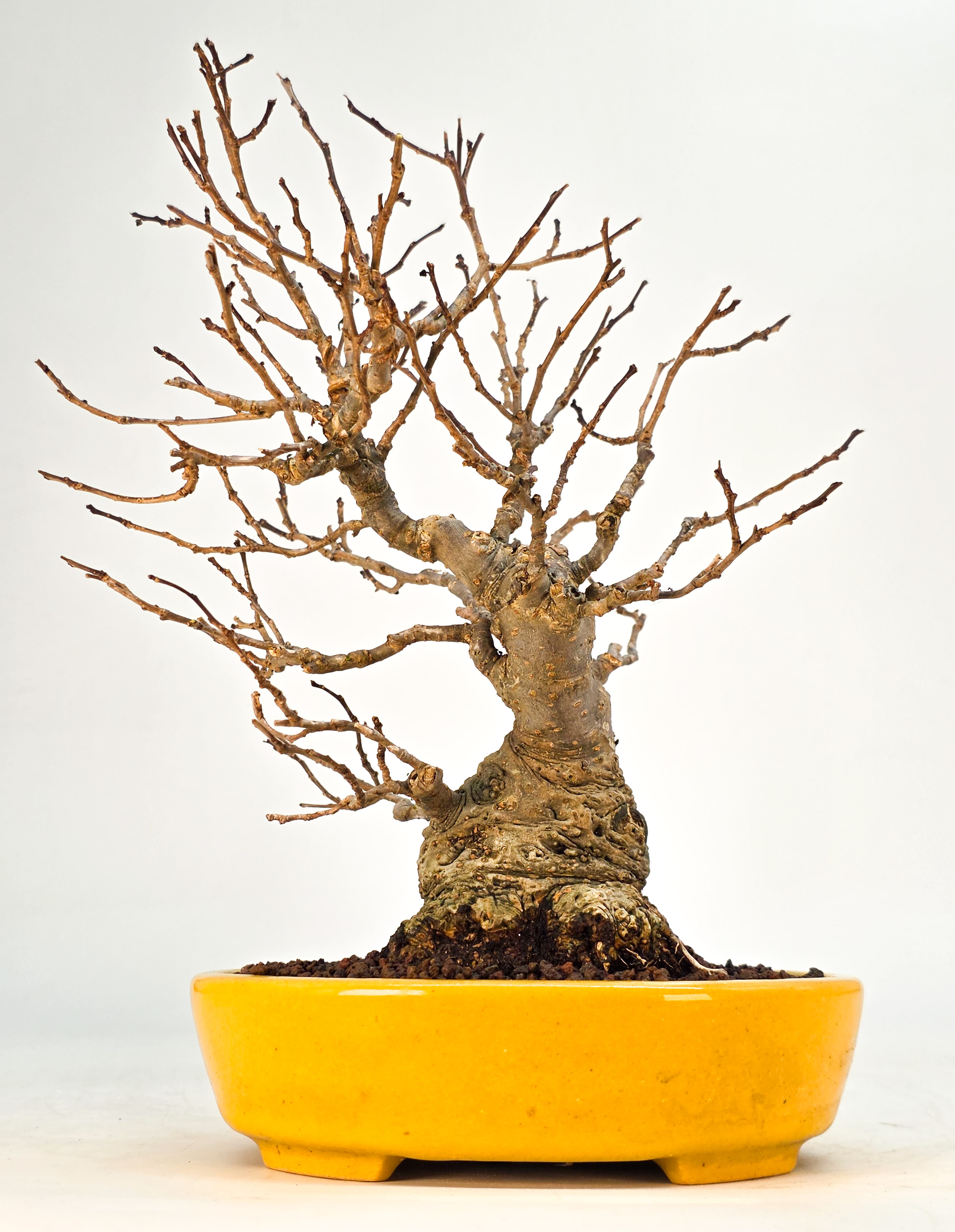 Bonsai Jap. Winterbeere - Ilex serrata Shohin 21cm