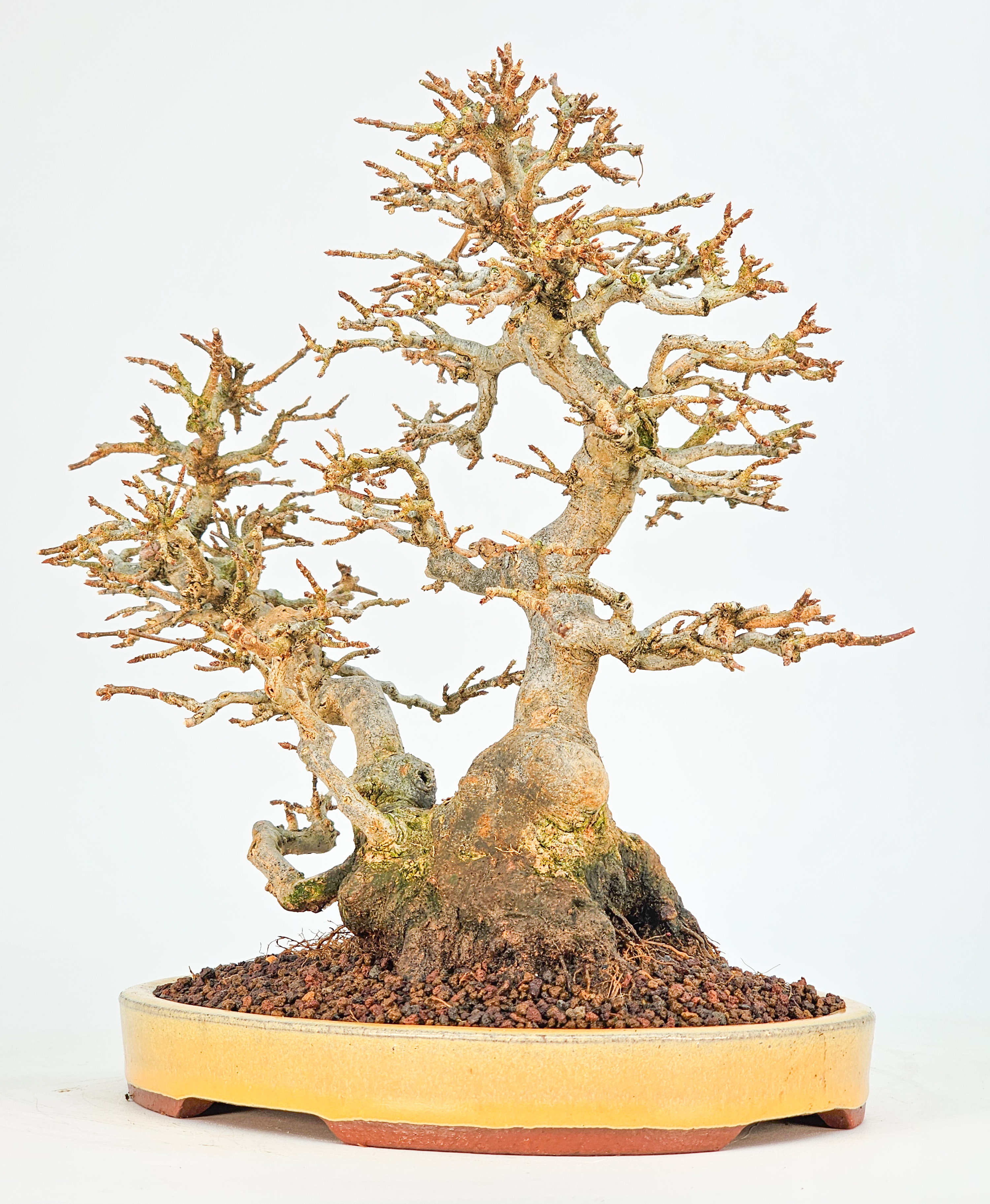Bonsai Dreispitzahorn - Acer buergerianum 23cm Video!!