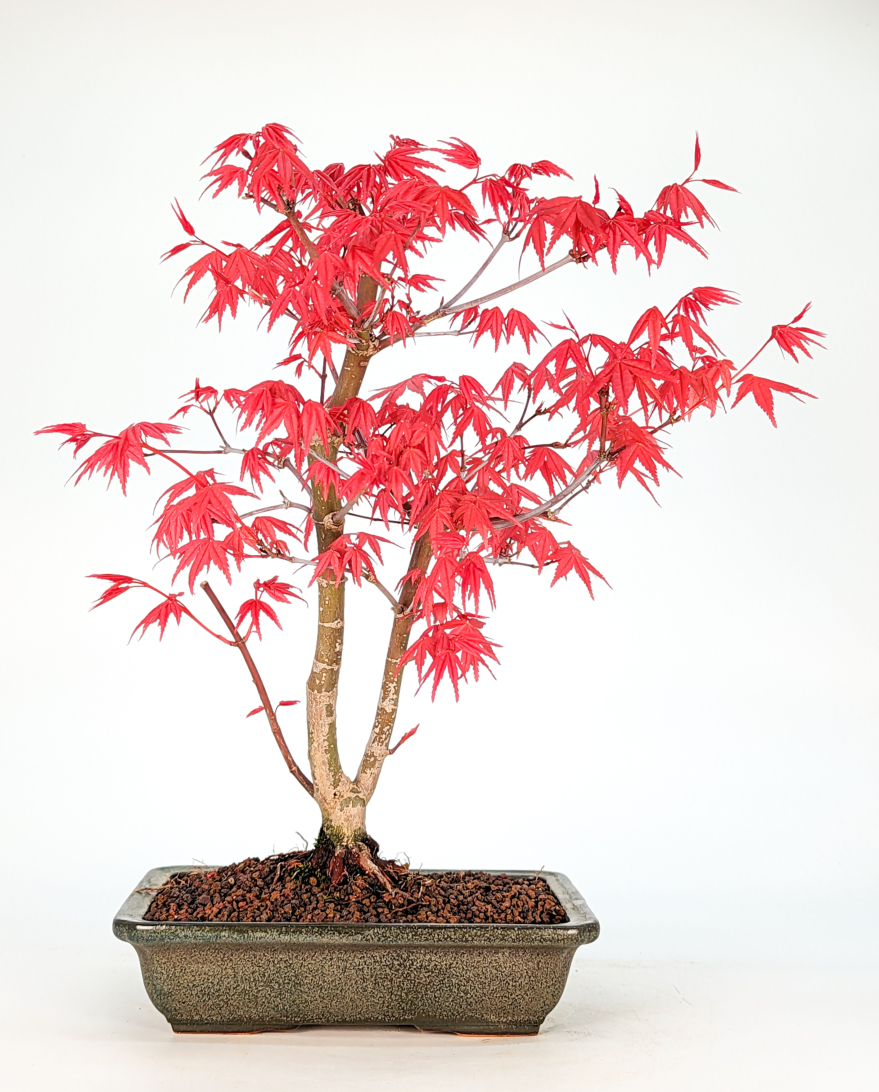 Bonsai Fächerahorn Acer palmatum Deshojo 10 Jahre 27cm