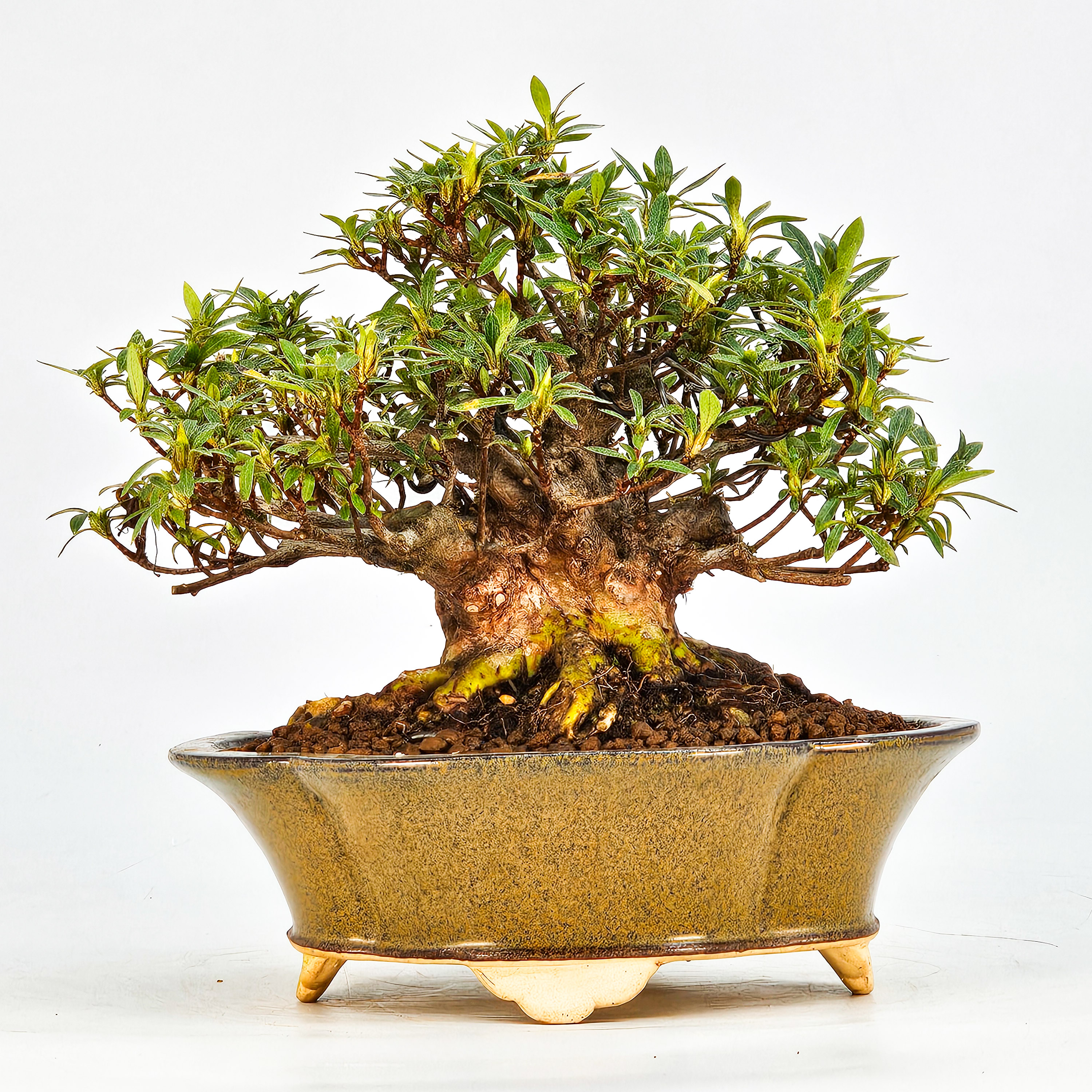 Bonsai Azalee Rhododendron indicum - Kakurin - Shohin 13cm 