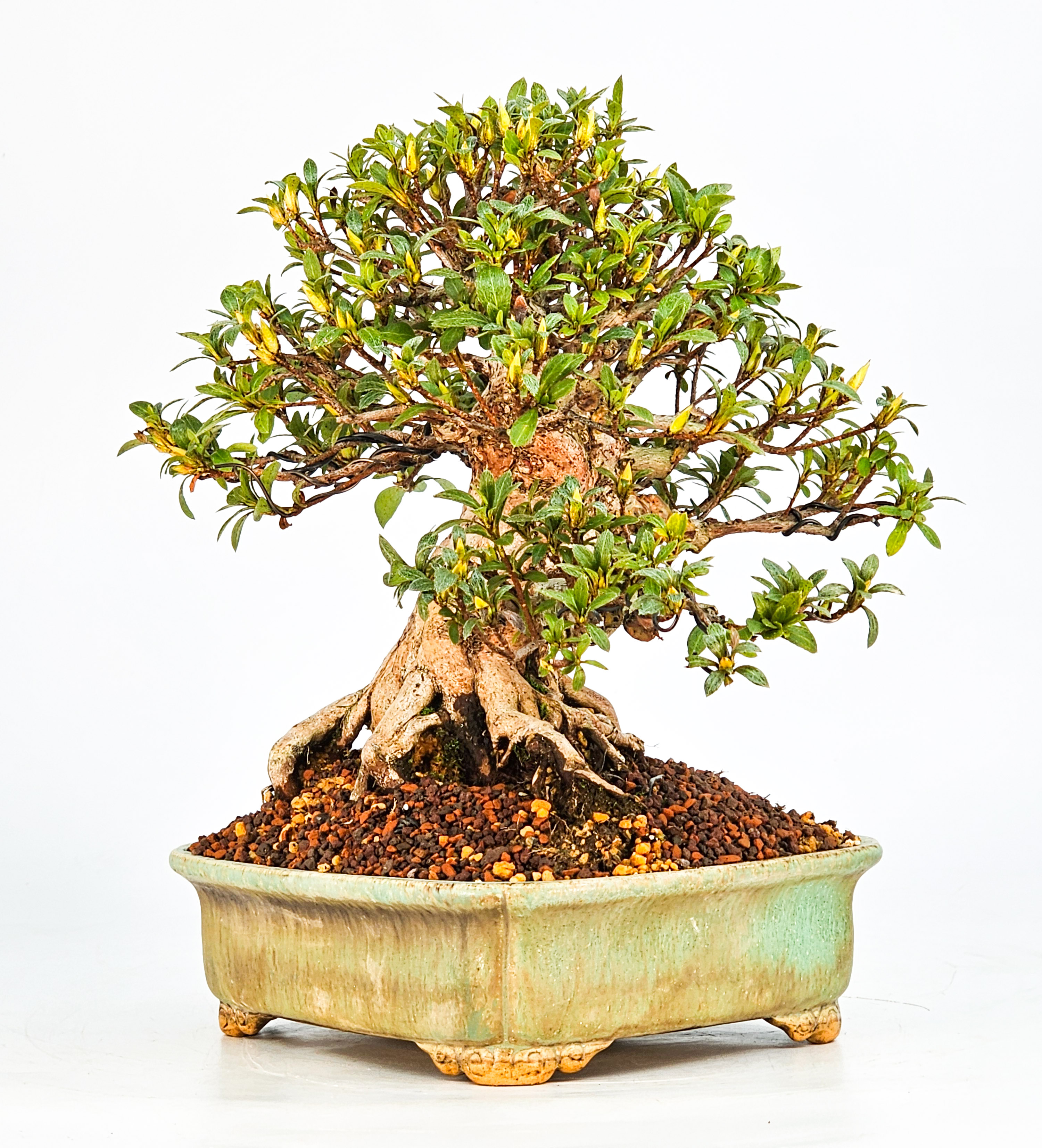 Bonsai Azalee Rhododendron indicum - Hi-no-maru - Shohin 19,5cm - Video!!