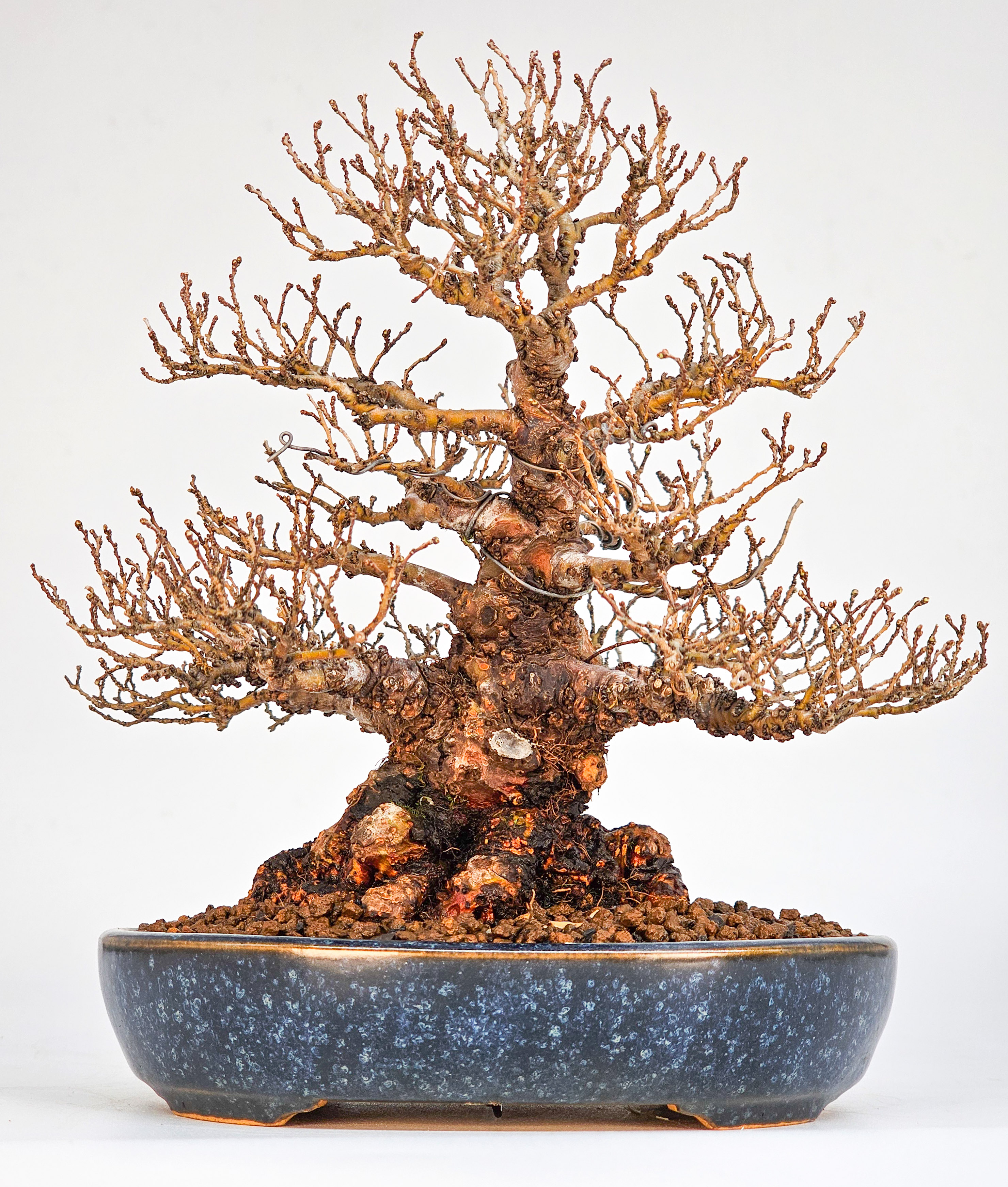 Bonsai Japanische Ulme - Ulmus parvifolia Shohin 17cm