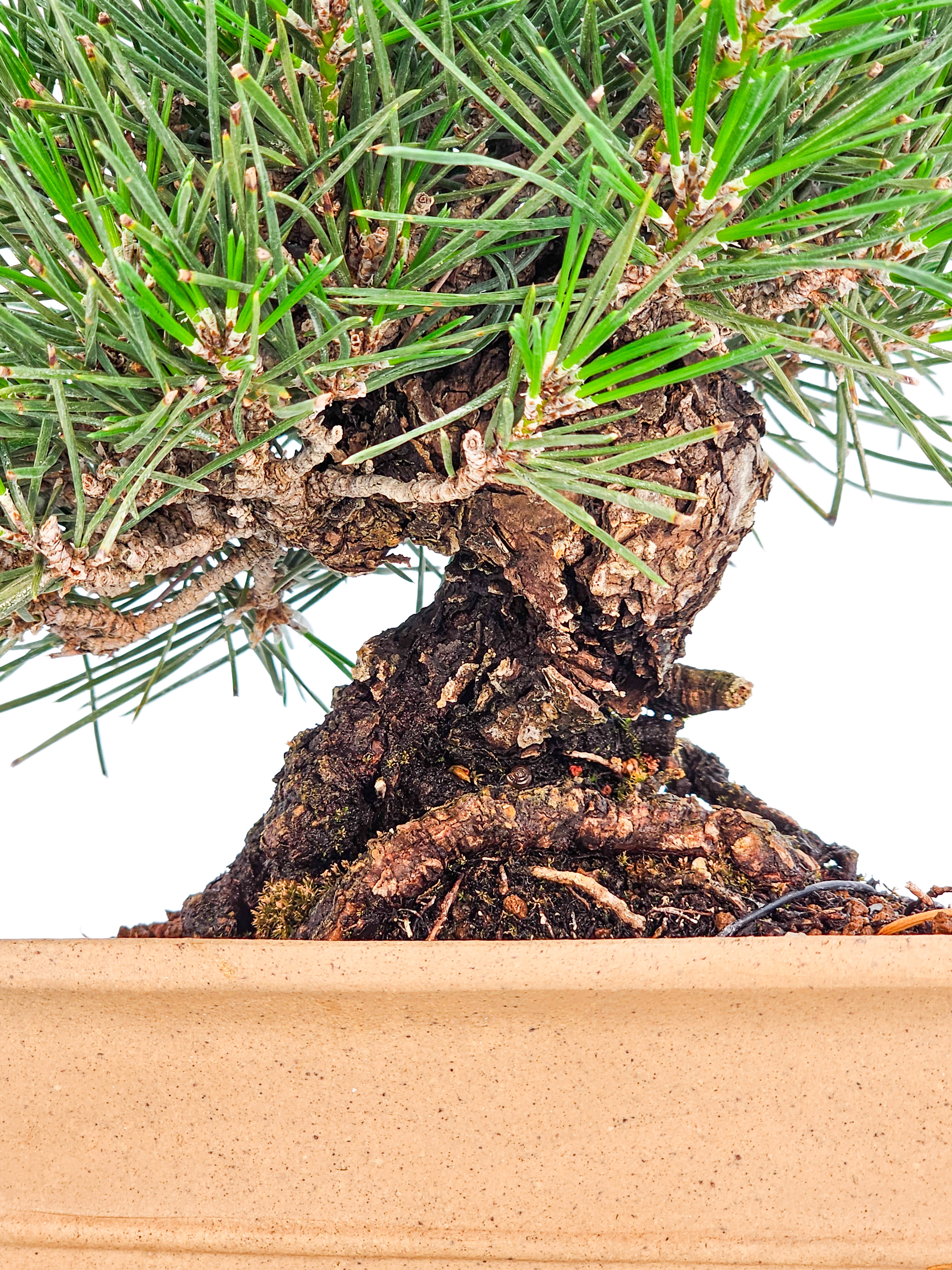 Bonsai Schwarzkiefer - Pinus thunbergii Shohin 14cm   