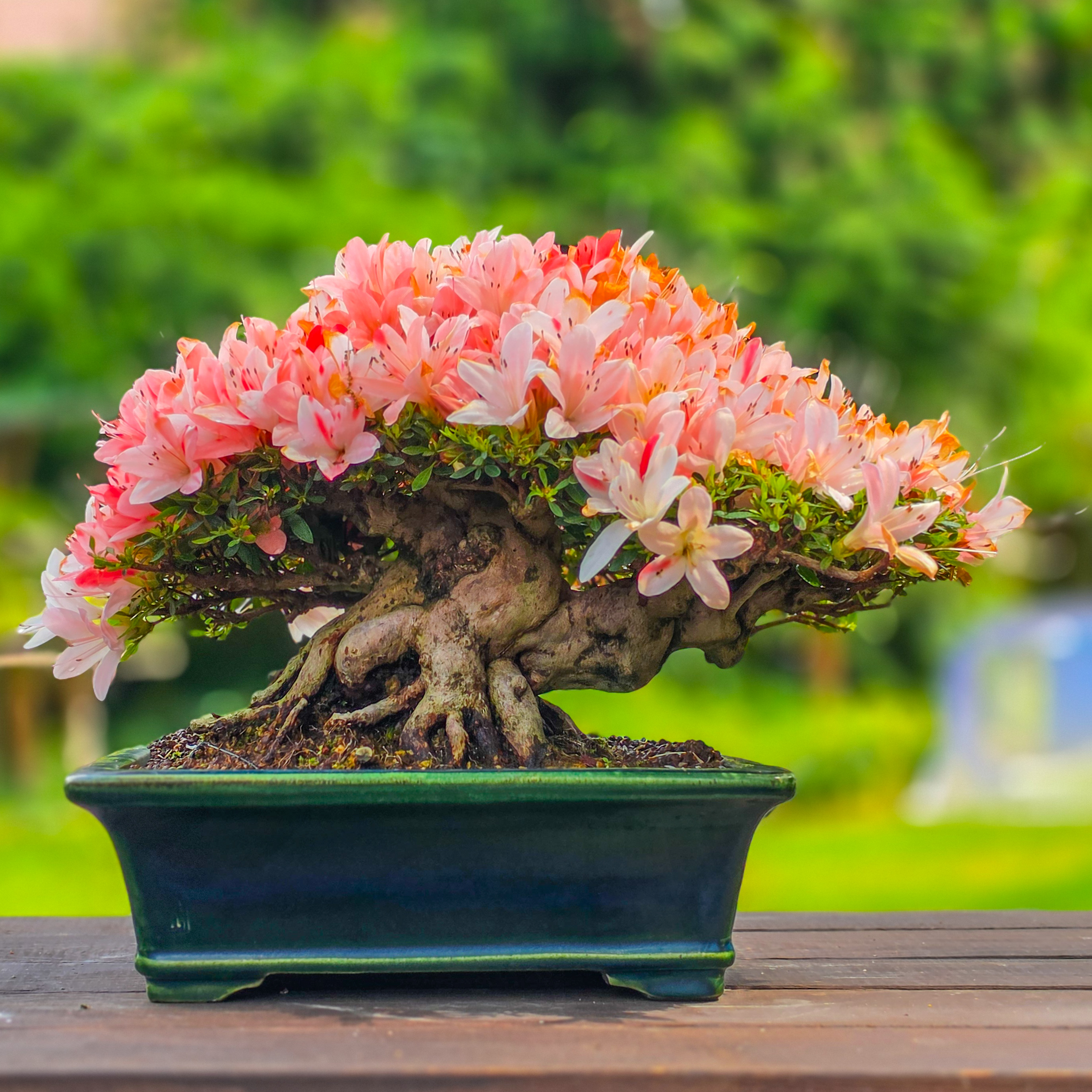 Bonsai Premium Azalee - Rhododendron indicum - Beni Gumo Shohin 20cm