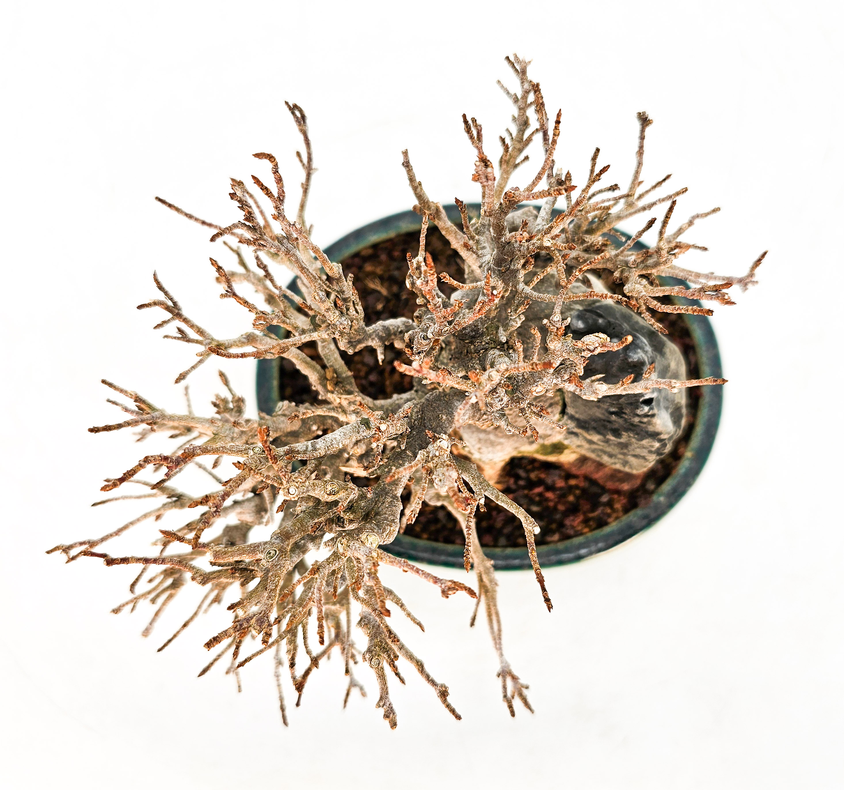 Bonsai Dreispitzahorn - Acer buergerianum Ishizuki Shohin 11cm